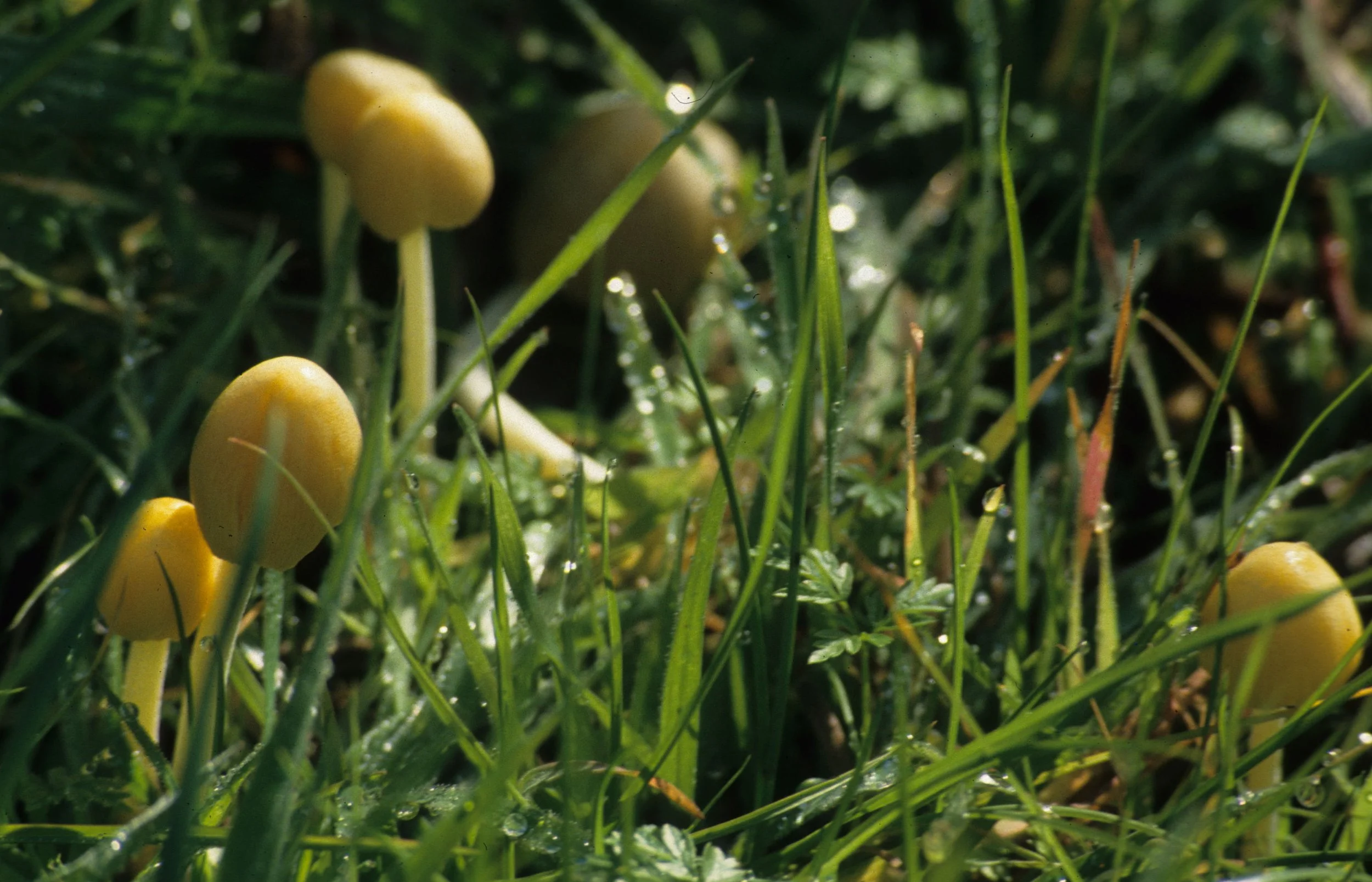 CALIFORNIA - POINT REYES - FUNGI SPECIES B.jpg
