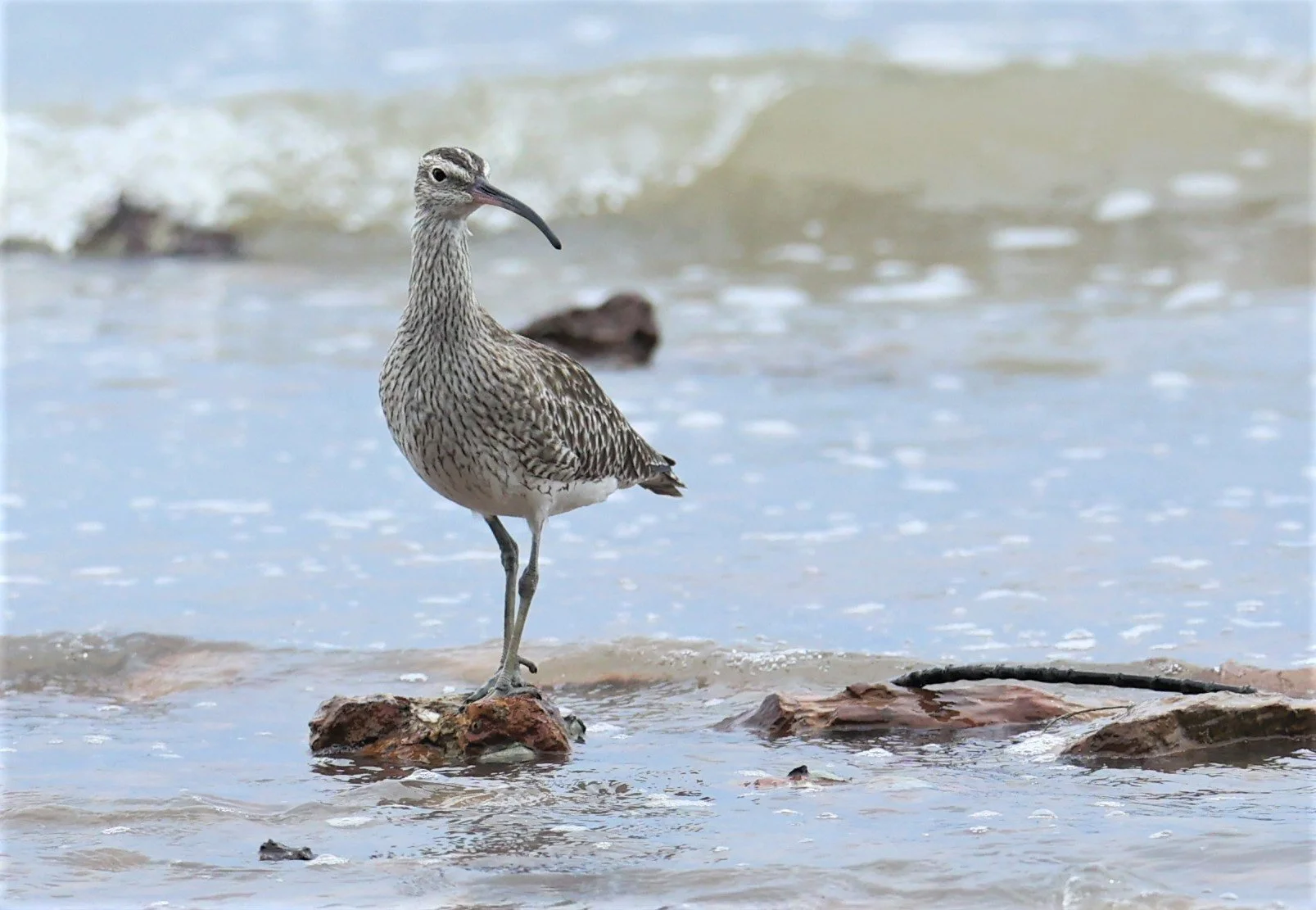 WHIMBREL - Numenius phaeopus - KOH LANTA SONGKRAN 2022  (18).jpg