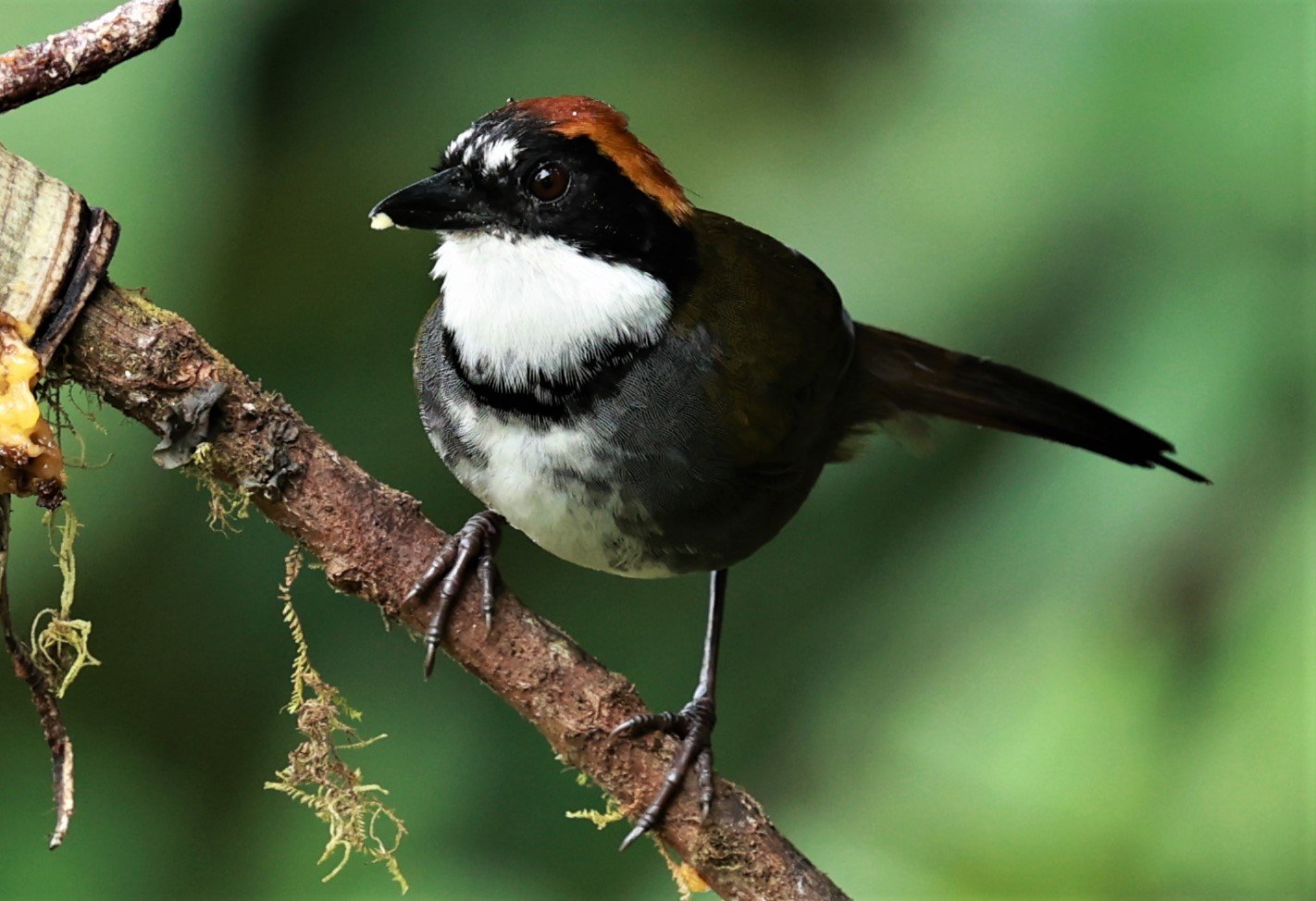 Chestnut-capped Brushfinch (Arremon brunneinucha) Mindo, Ecuador - Chocoan Lowlands and Valley (17).jpg