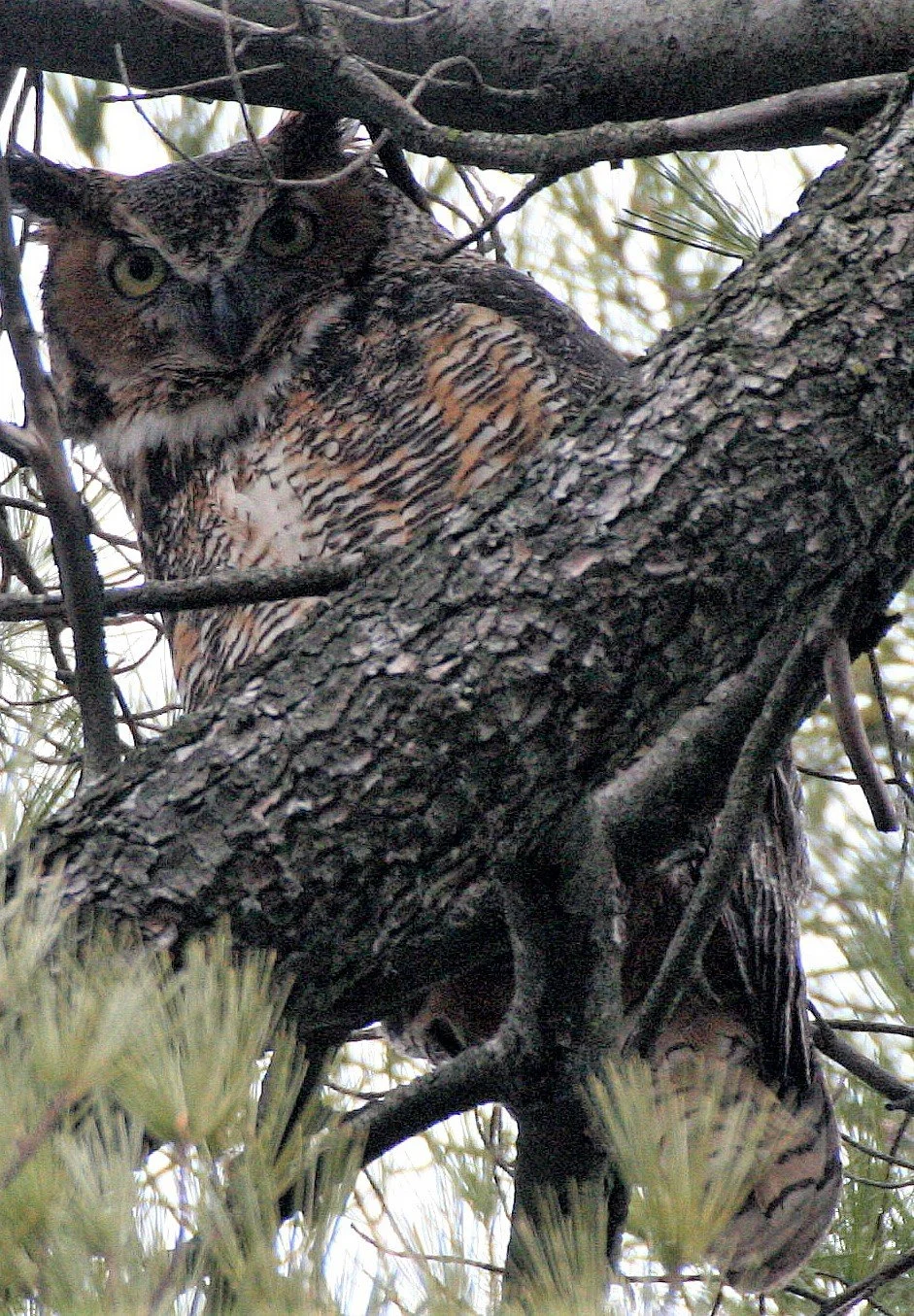 Bubo virginianus - GREAT-HORNED OWL - GENEVA COURTHOUSE ILLINOIS aa5.jpg