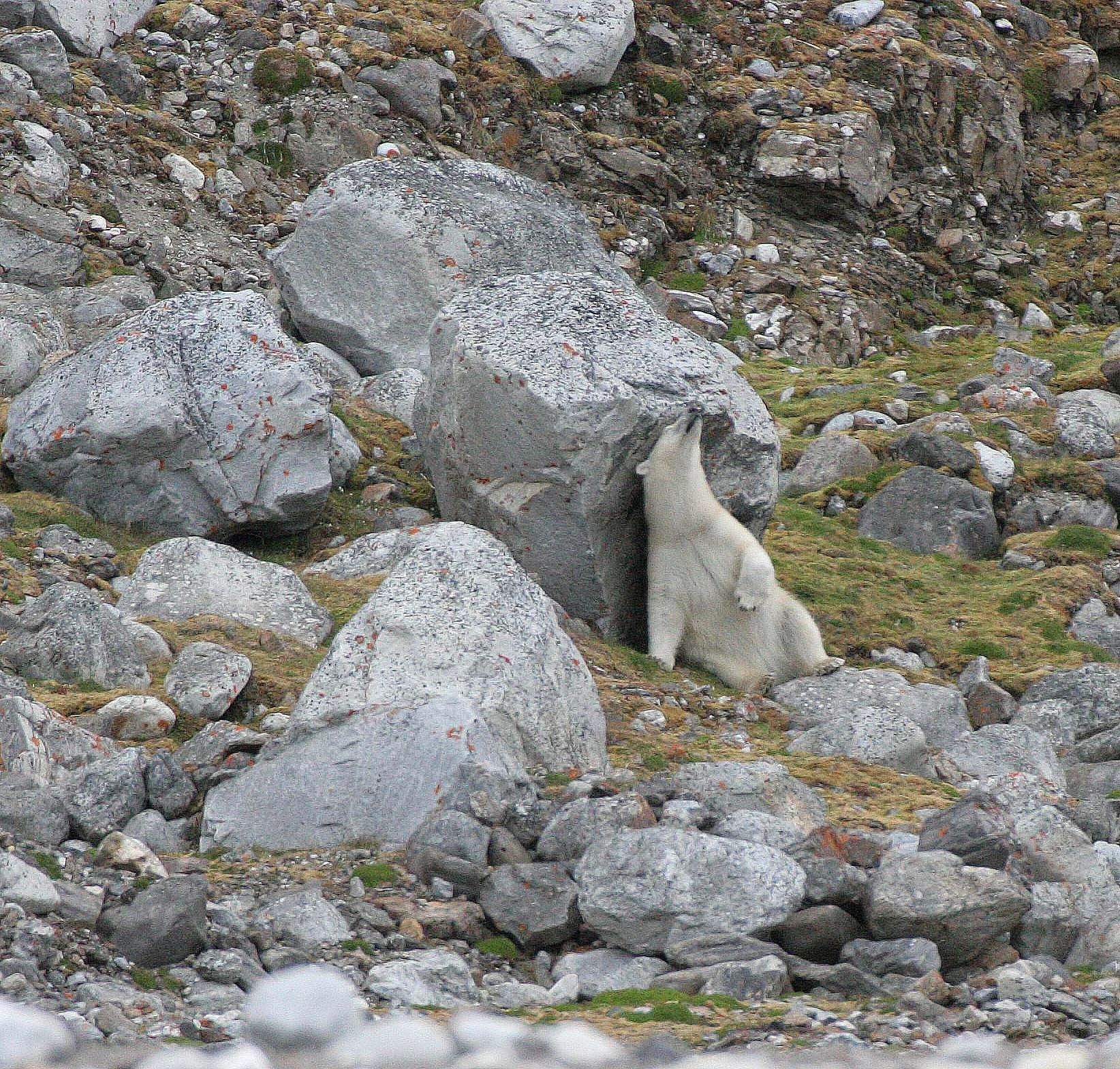 URSID - POLAR BEAR - SVALBARD (389).jpg