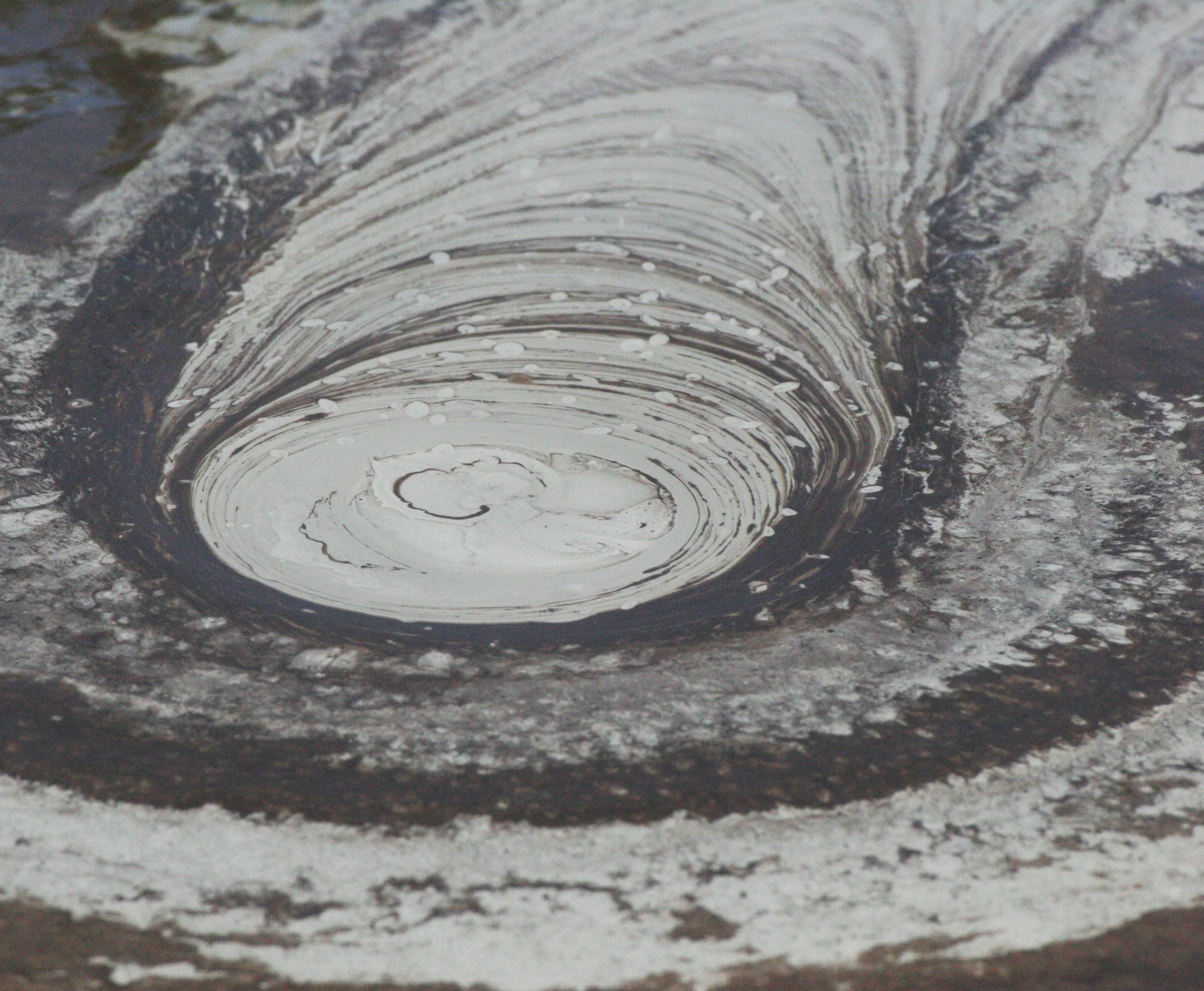 TABIN WILDLIFE RESERVE BORNEO - MUD VOLCANOES (26).JPG