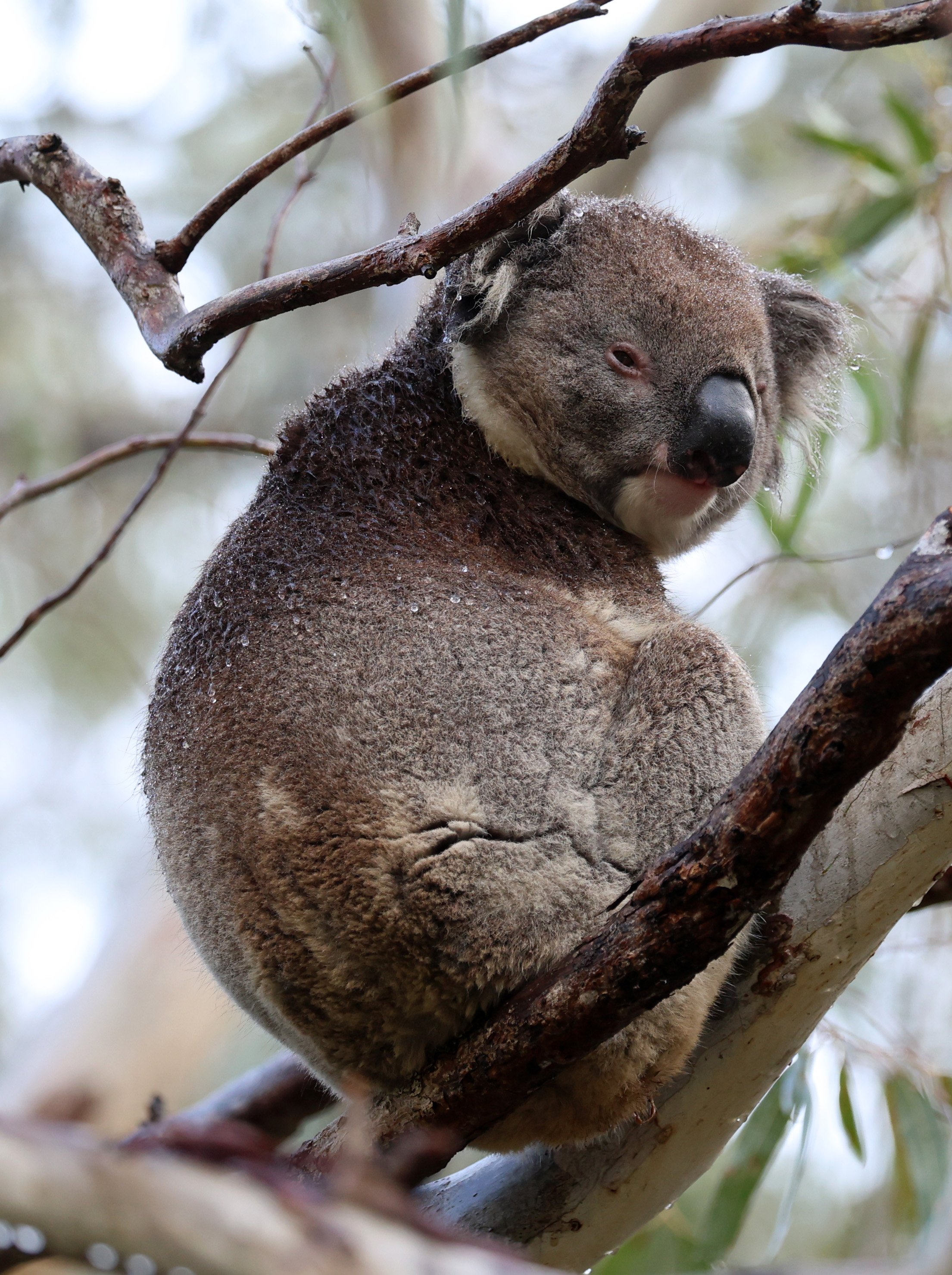 Victorian Koala (Phascolarctos cinereus victor) Montacute Rd to Black Hill Conservation Area - South Australia 