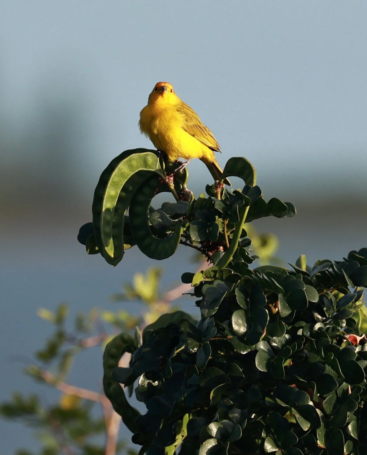 Saffron Finch (Sicalis flaveola) Superagui National Park, Brazil