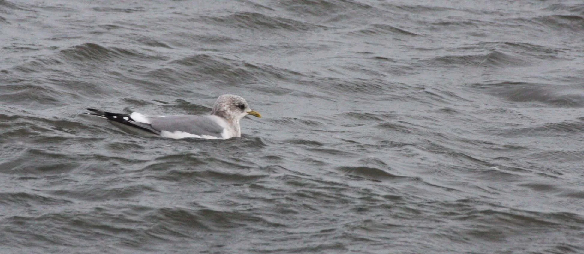BIRD - GULL - MEW GULL - NONBREEDING ADULT - JAMESTOWN BEACH WA.JPG