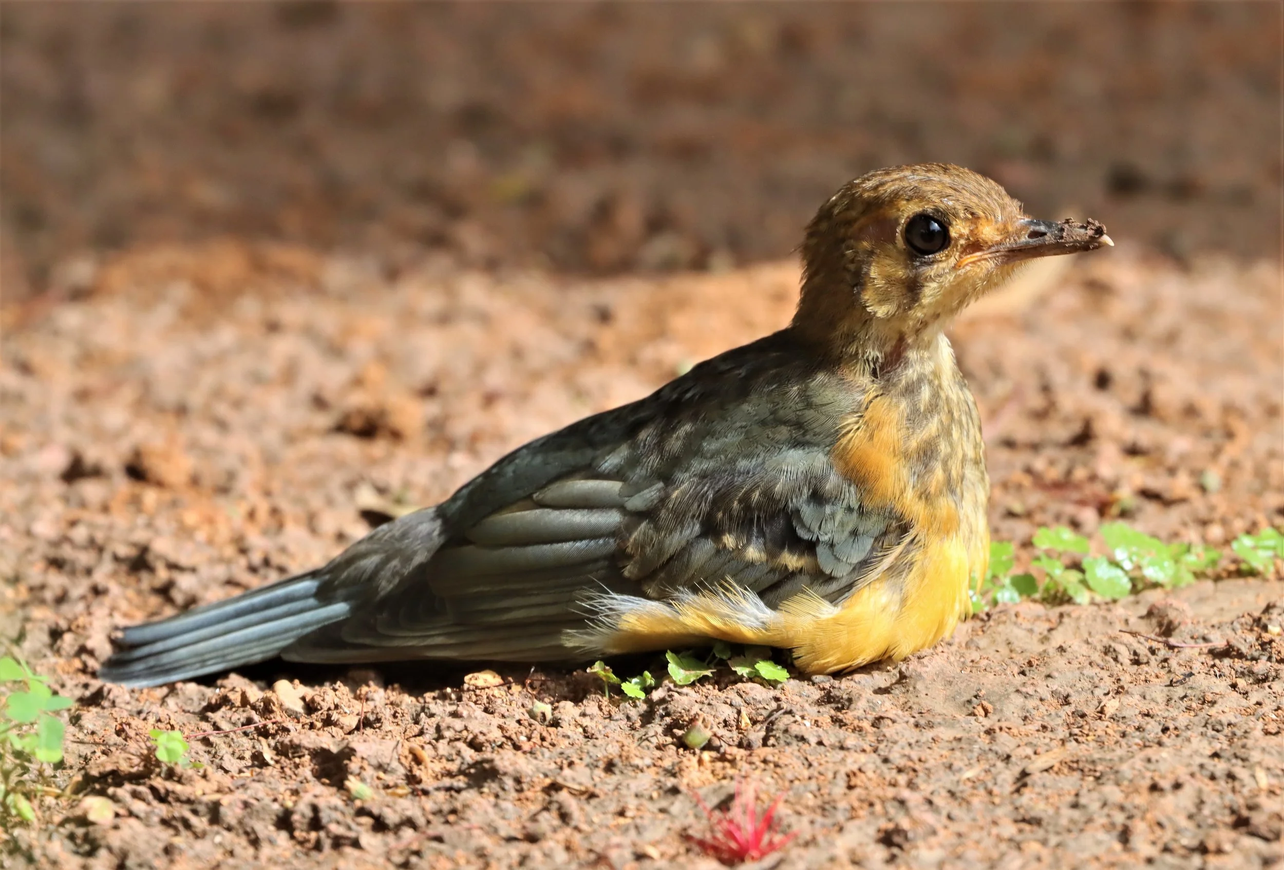 Orange-headed Thrush (Zoothera citrina) Doi Ang Kang Chiang Mai (17).jpg