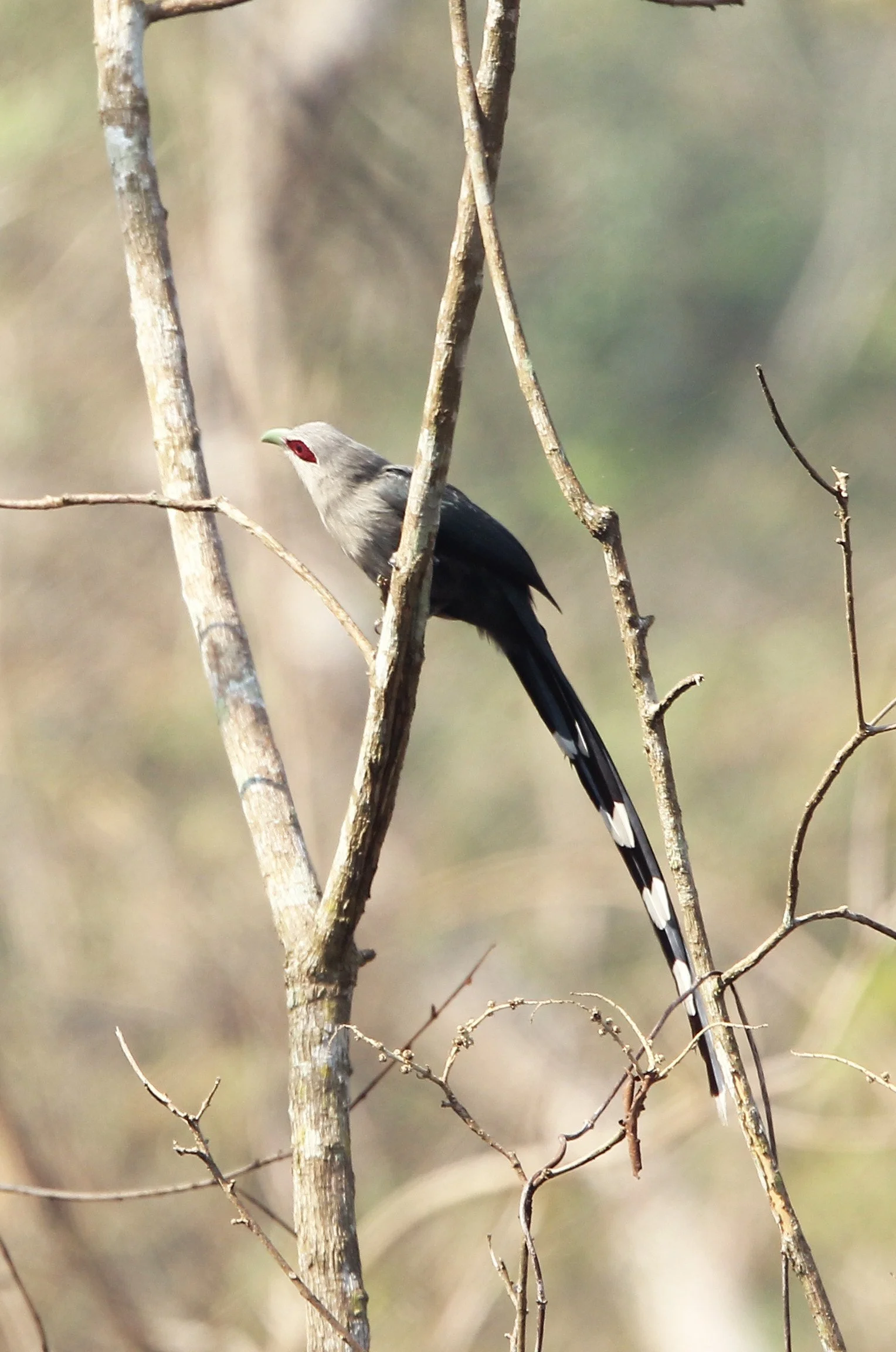 Green-billed Malkoha (Phaenicophaeus tristis) Khao Ban Dai Huai Kha Khaeng NWR Thailand (10).JPG