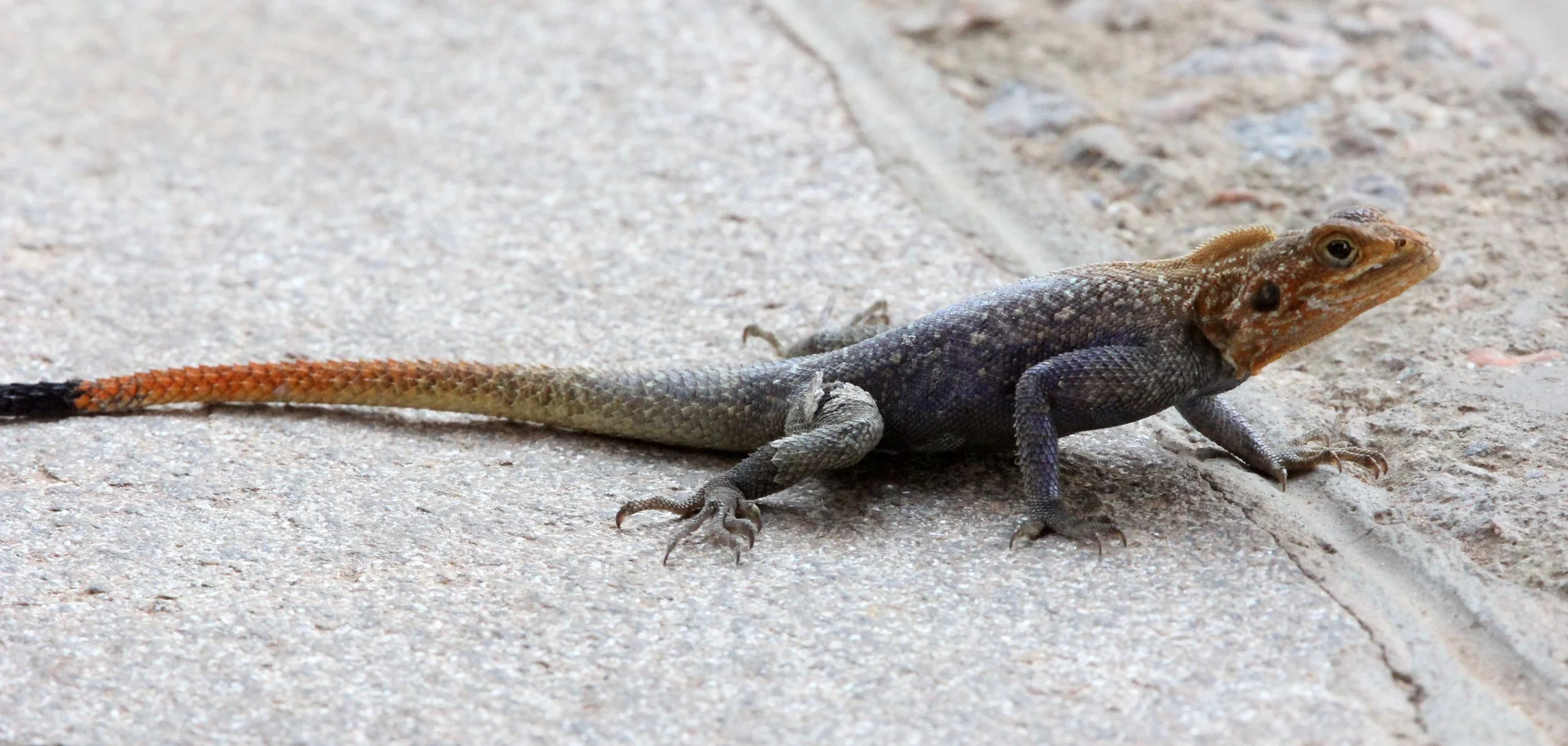 Agama agama - RED-HEADED AGAMA LIZARD - AGAMA AGAMA - MURCHISON FALLS NATIONAL PARK UGANDA (24).JPG