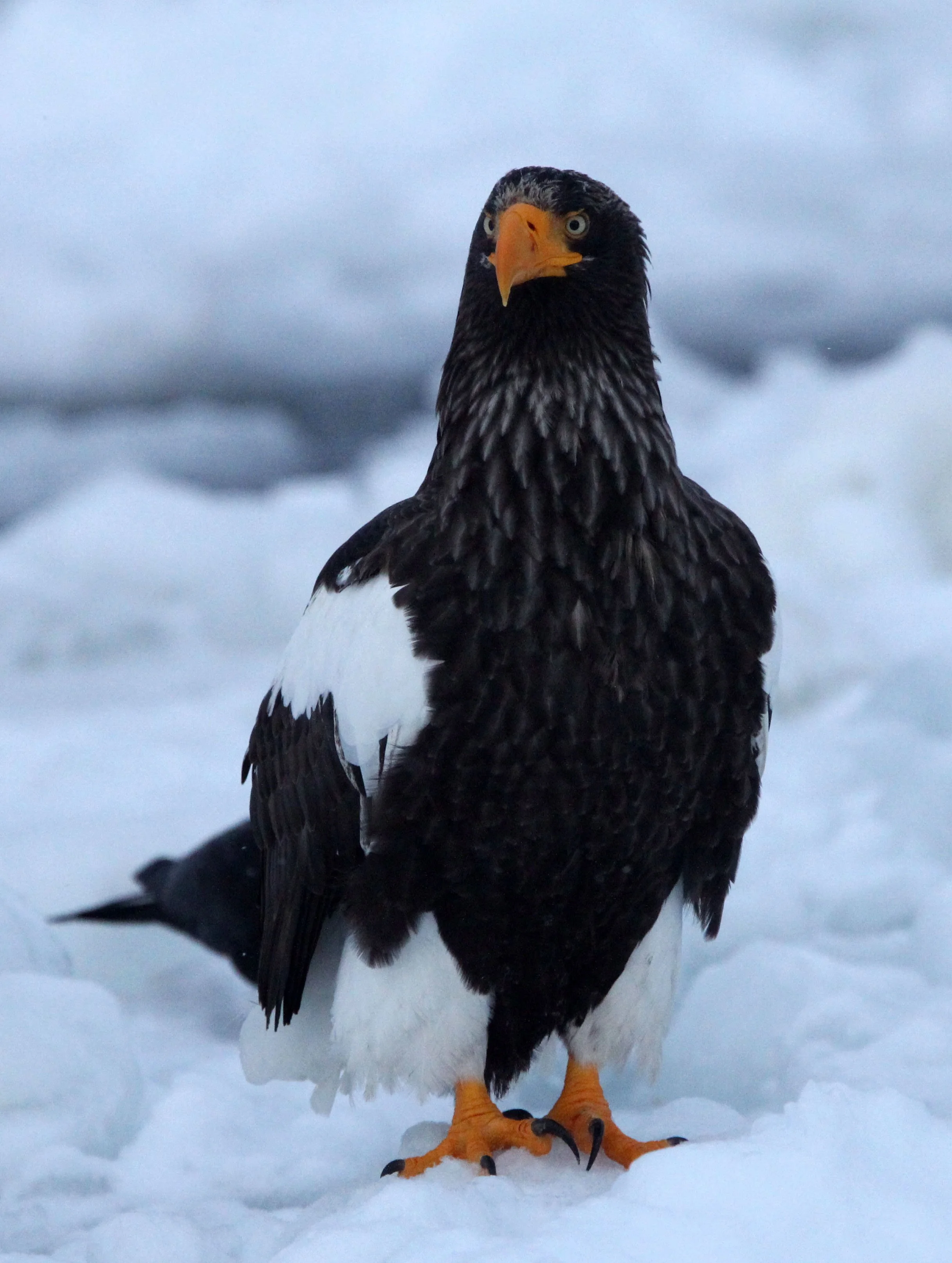 BIRD - EAGLE - STELLER'S SEA EAGLE - RAUSU, SHIRETOKO PENINSULA & NATIONAL PARK, HOKKAIDO JAPAN (45).JPG