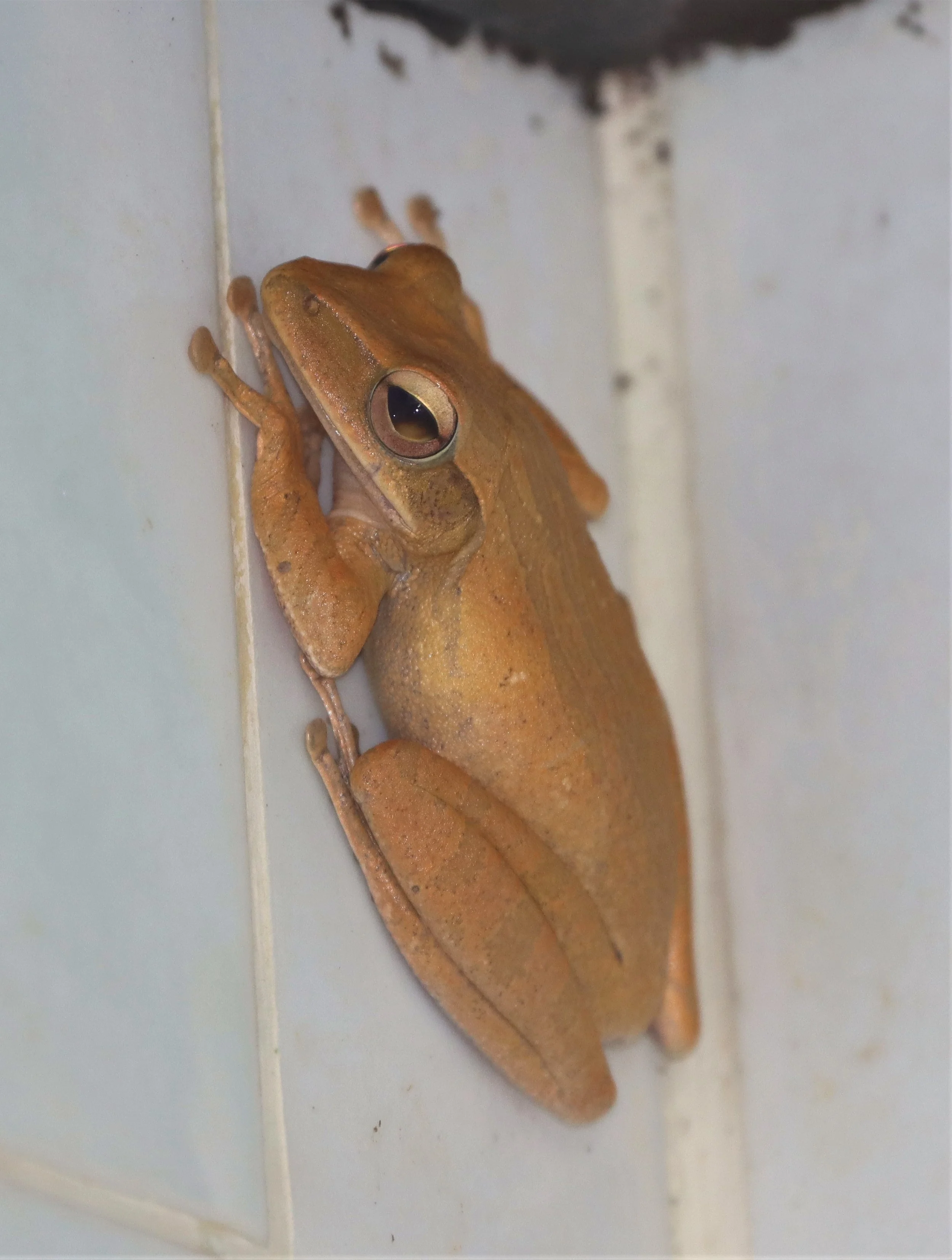 FROG SPECIES - KHAO LUANG NP KRUNG CHING.jpg