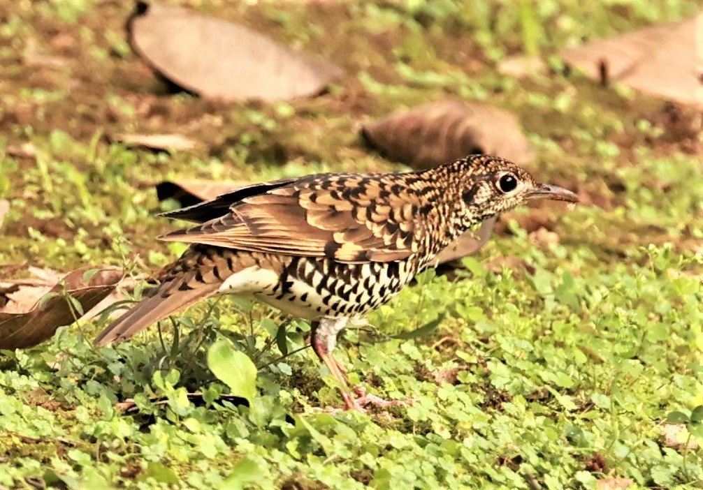 Scaly Thrush (Zoothera dauma) Doi Ang Kang Chiang Mai (26).jpg