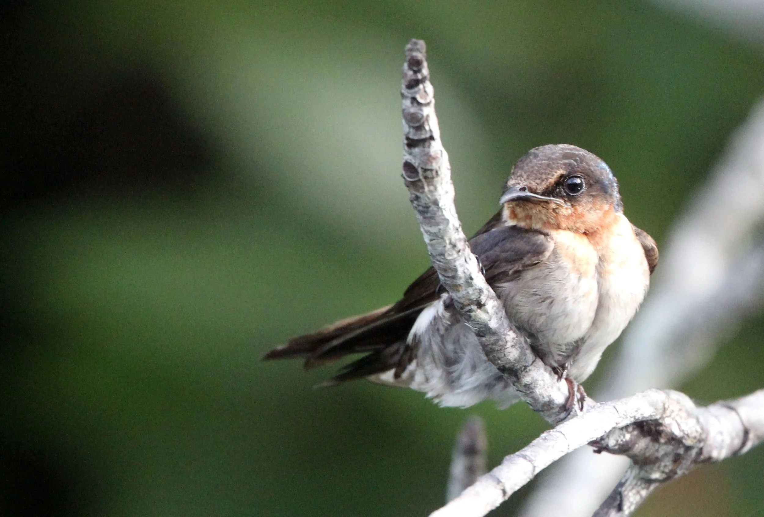 Pacific Swallow (Hirundo tahitica) Tangkoko NP Sulawesi Indonesia (2).JPG