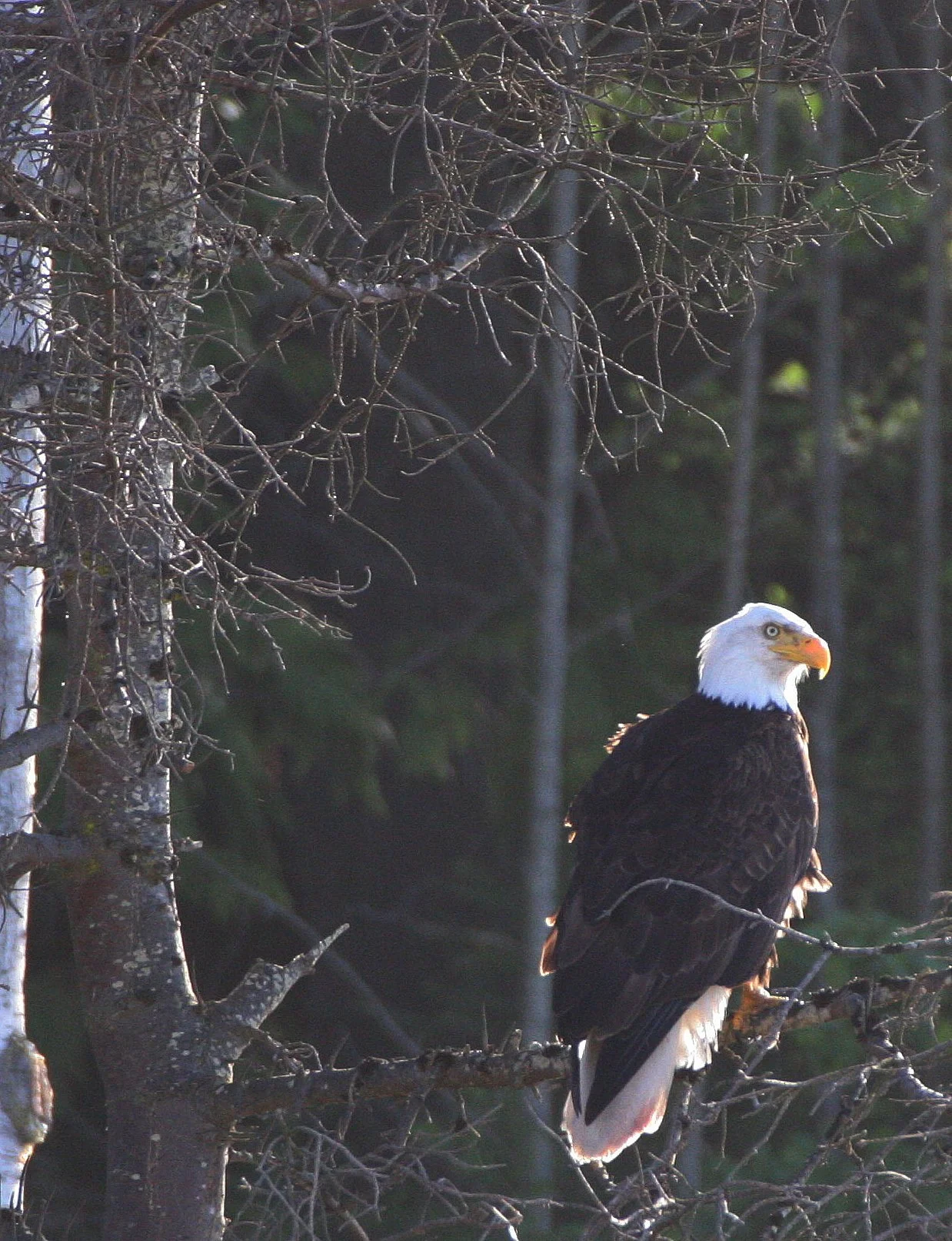 Haliaeetus leucocephalus - AMERICAN BALD EAGLE - LAKE FARM BLUFFS WASHINGTON (145).JPG