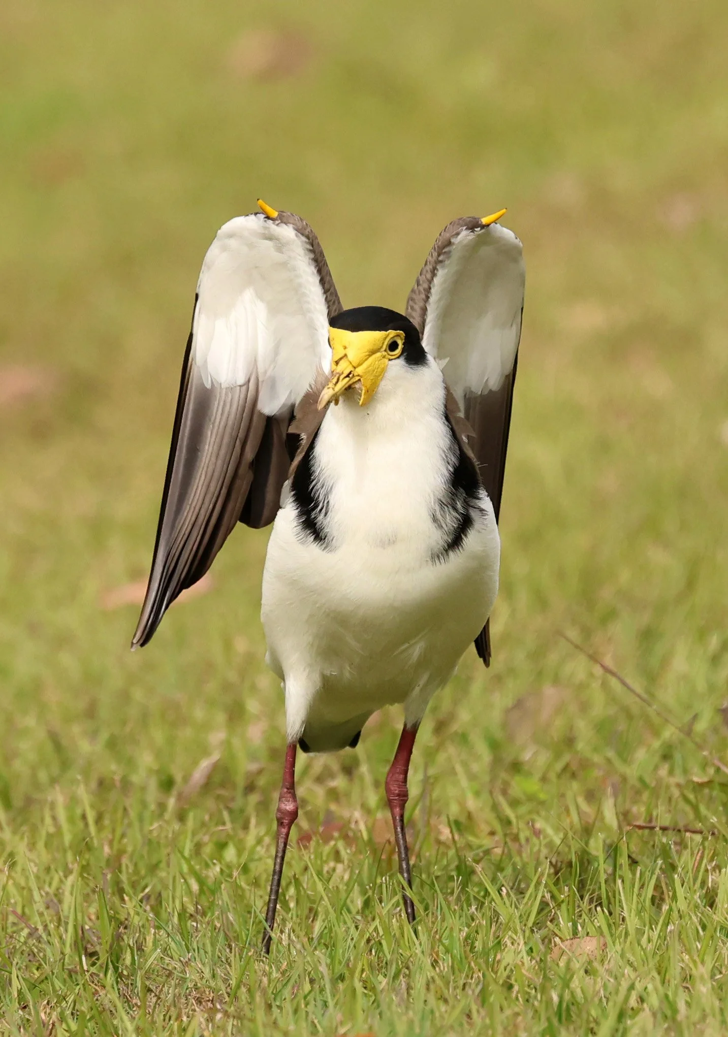 Masked Lapwing (Vanellus miles) Canungra near Lamington NP - Queensland (27).jpg