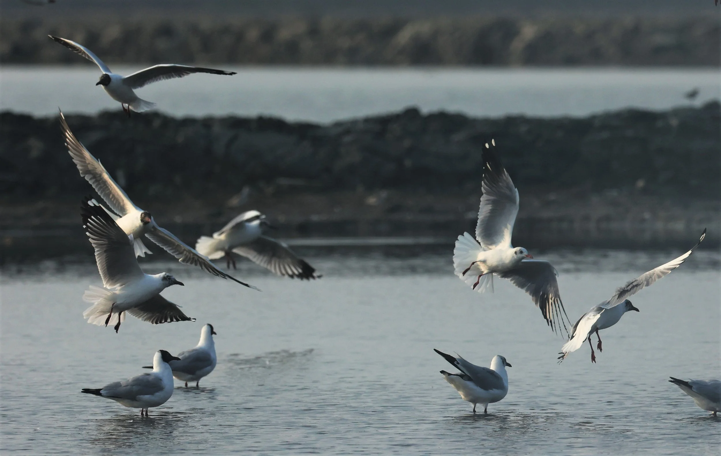 GULL - BROWN HEADED GULL - Larus brunnicephalus - PAK THALE SALT PONDS MARCH 2022 (16).jpg