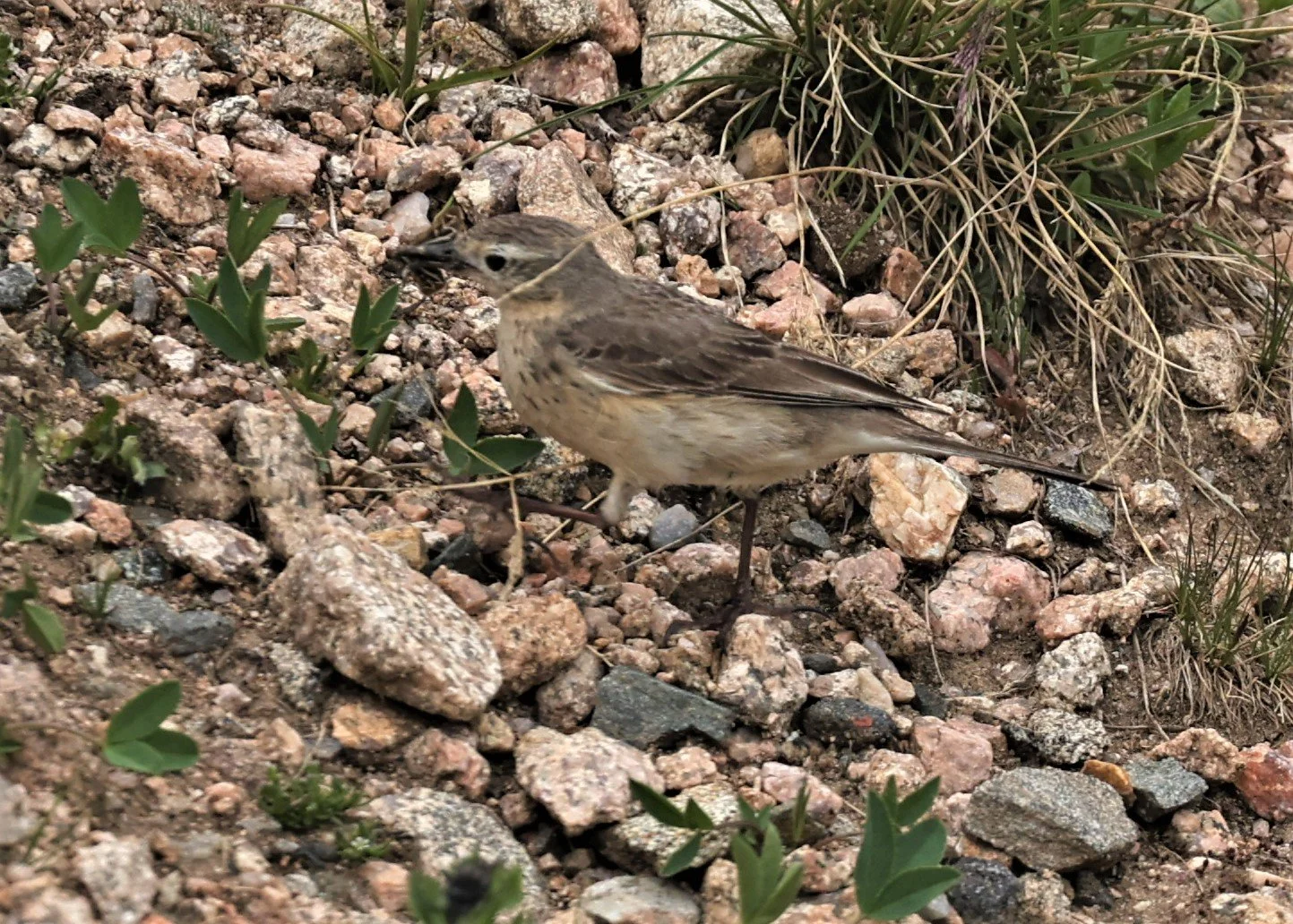 Anthus rubescens - AMERICAN PIPIT - MOUNT EVANS SCENIC BYWAY, MOUNT EVANS ROCKY MOUNTAINS (5).jpg