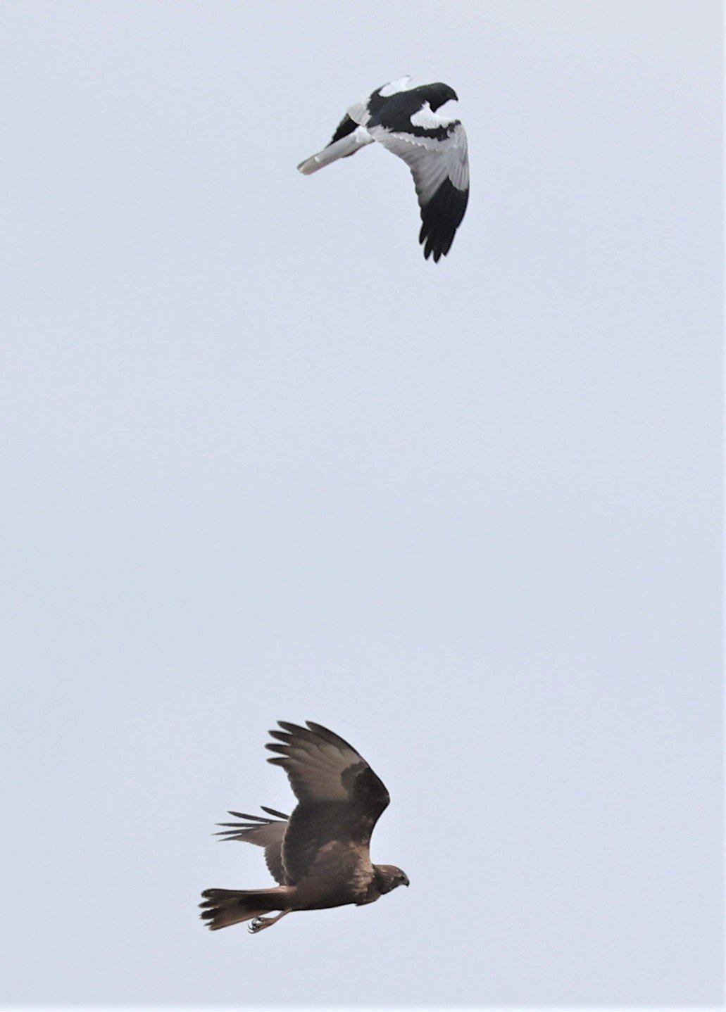 HARRIER - PIED HARRIER - Circus melanoleucos - with EASTERN MH - YONOK CHIANG SAEN CHIANG RAI - ROOST Feb 2022 (8).jpg