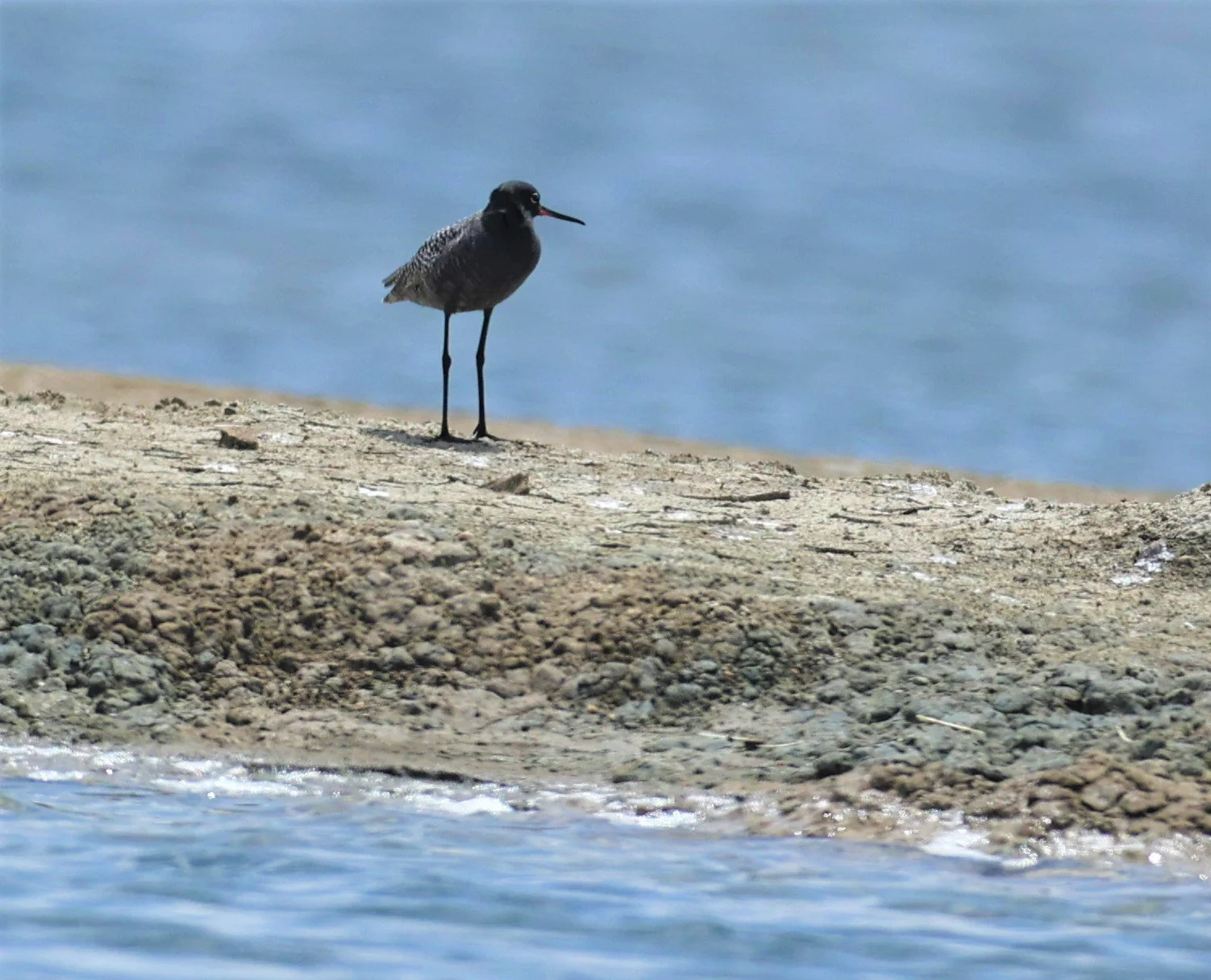 REDSHANK - SPOTTED REDSHANK - Tringa erythropus - CHACHOENGSAO SALT PONDS SALT CAFE MAY 7 2022 (25).jpg