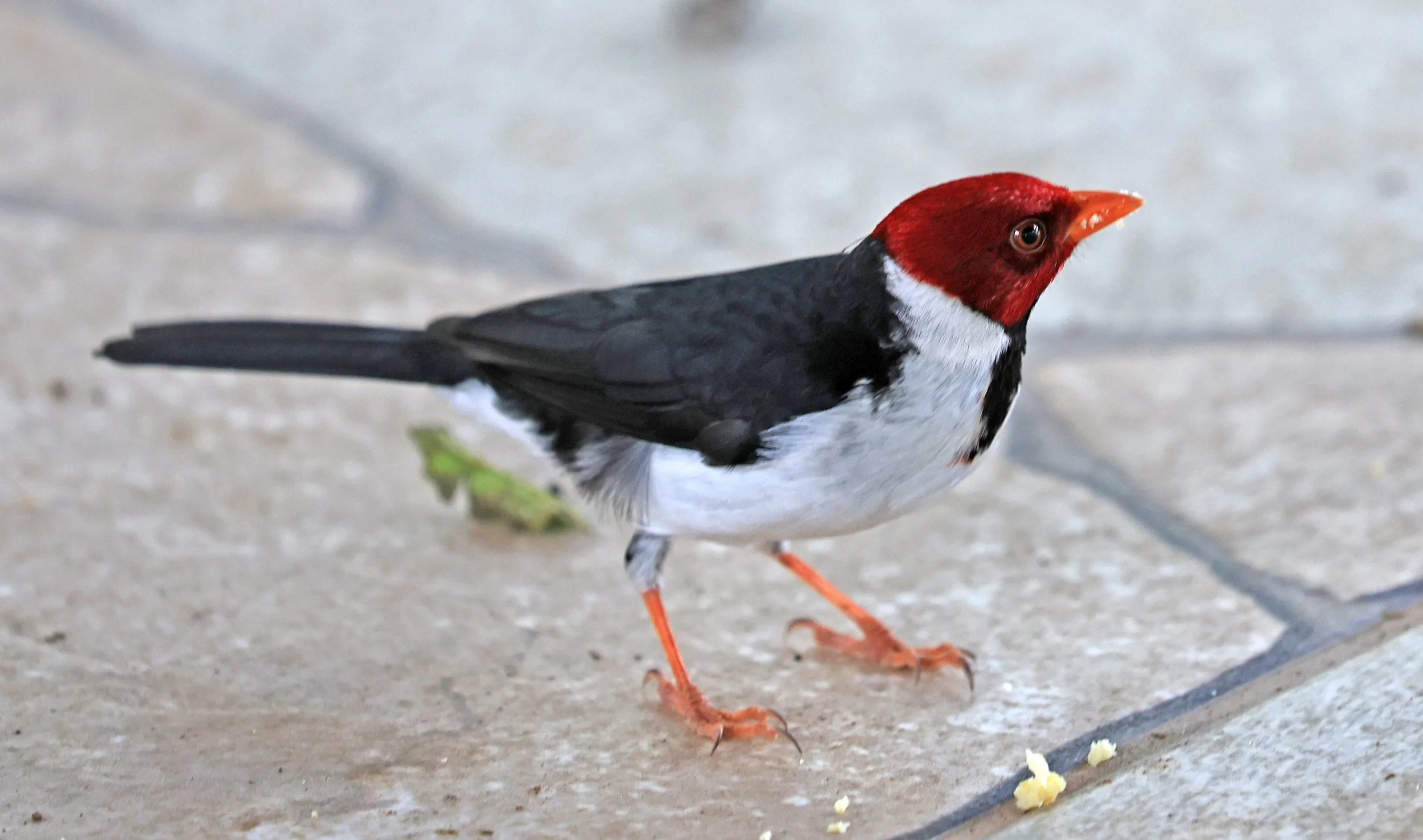 Yellow-billed Cardinal (Paroaria capitata) Hotel Campestre Iparoma Paraguay  (4).jpg