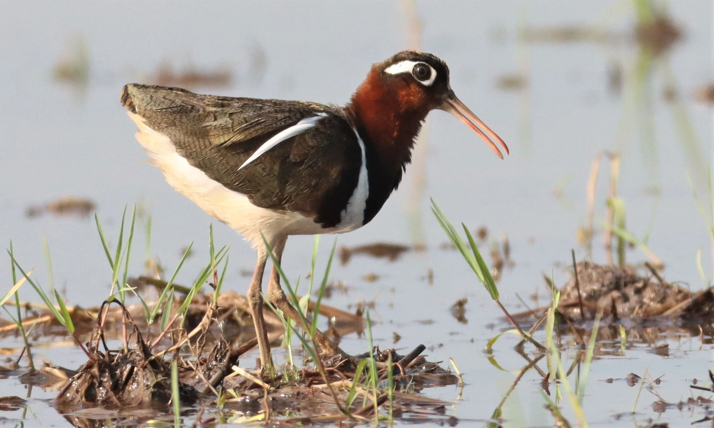 SNIPE - GREATER PAINTED SNIPE - Rostratula benghalensis - PATHUM THANI RICE RESEARCH CENTER MAY 13 2021 (78).jpg