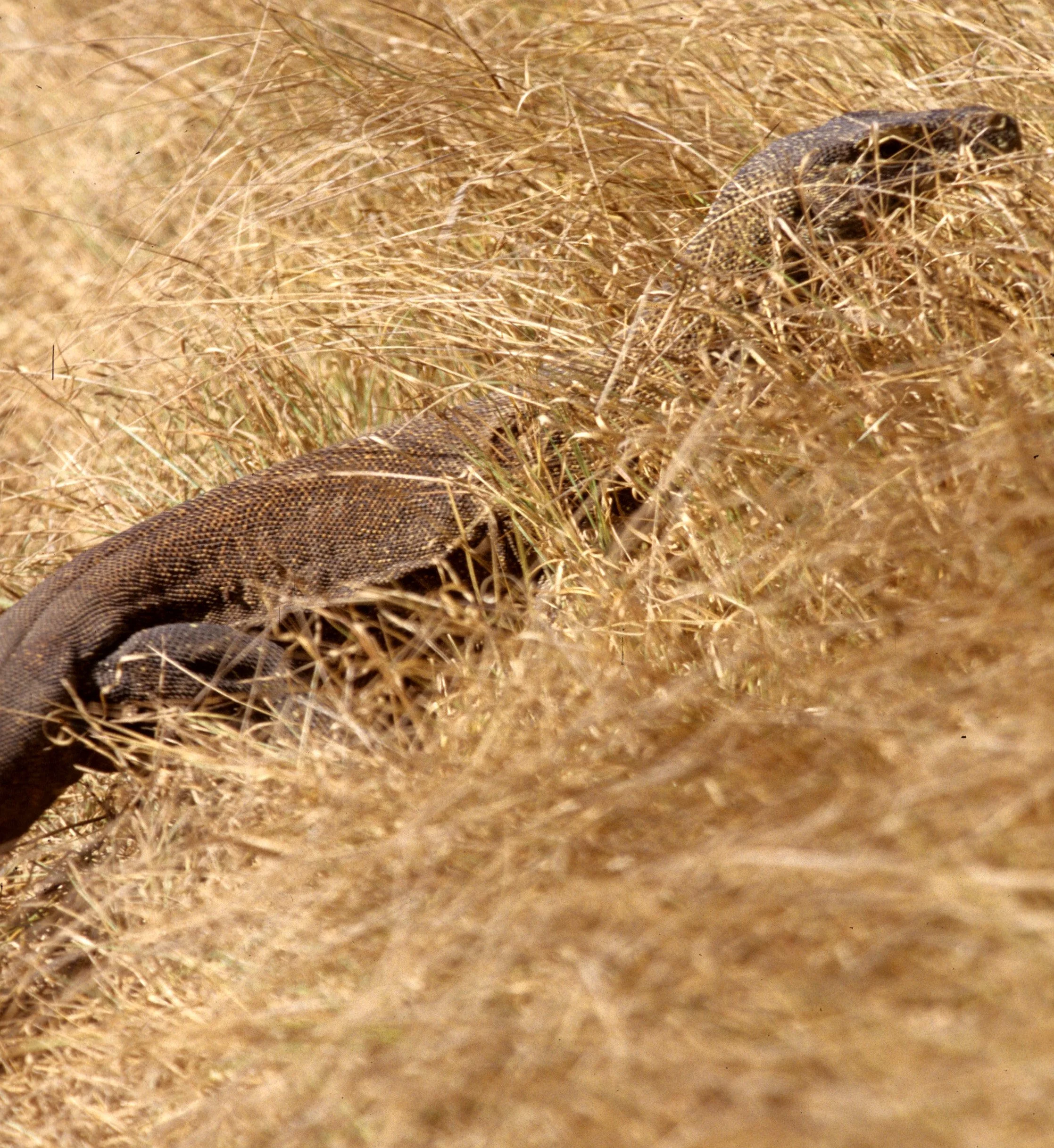 REPTILE - MONITOR LIZARD - KOMODO DRAGON - RINJA ISLAND.jpg