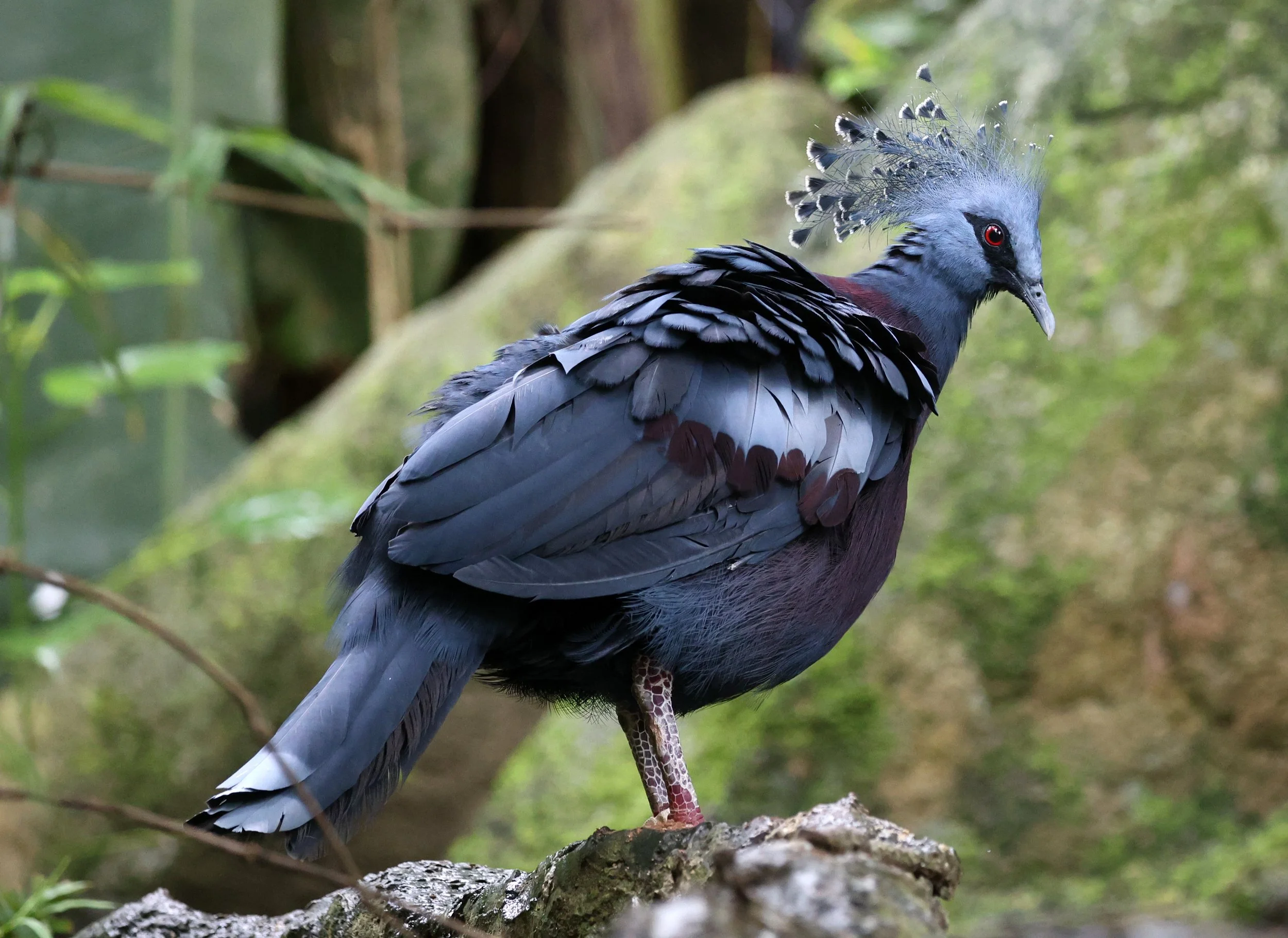 Victoria crowned pigeon (Goura victoria) Khao Kiew Open Air Zoo Siracha Thailand (7).jpg