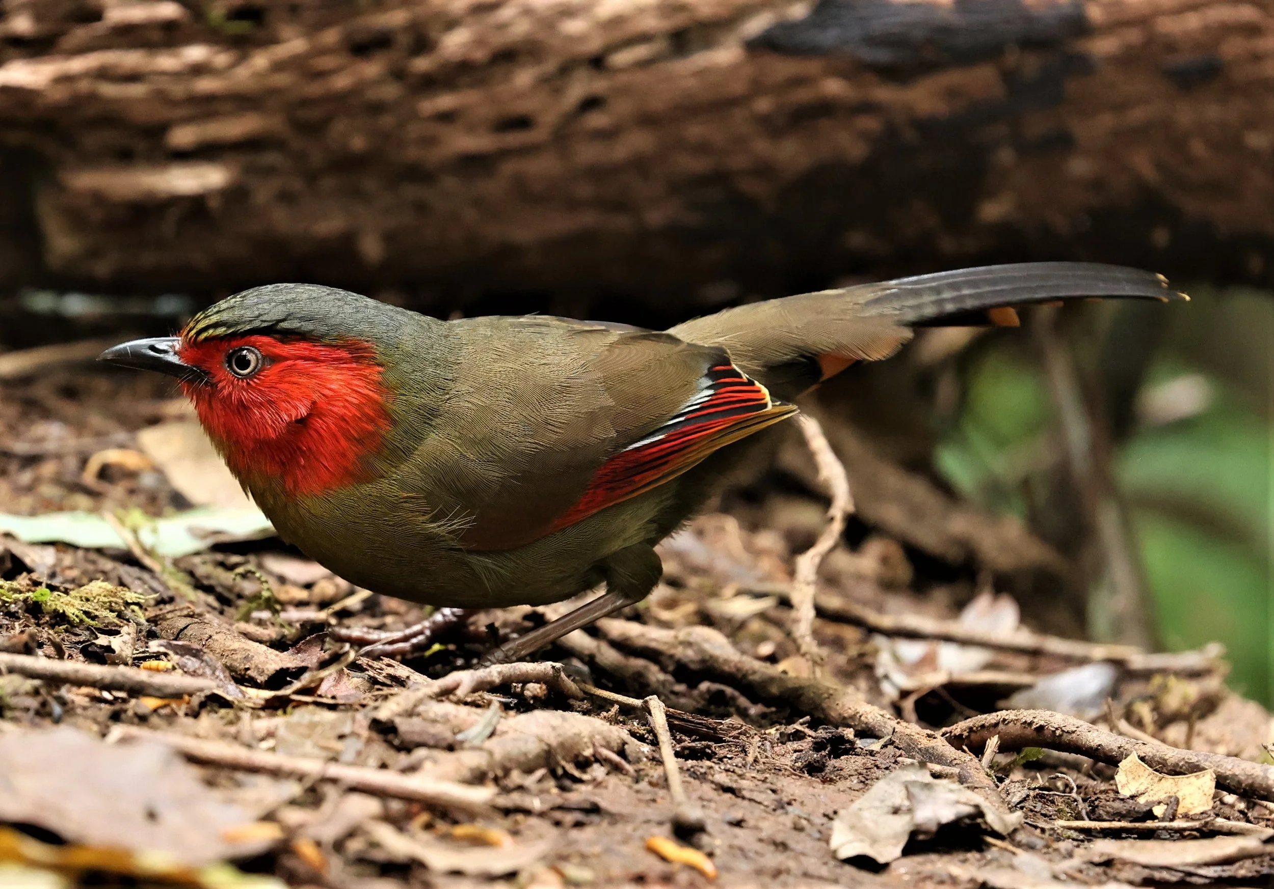LIOCICHLA - SCARLET-FACED LIOCICHLA - Liocichla ripponi - DOI PHA HOM POK NP DOI LANG EAST FEB 2022 (94).jpg