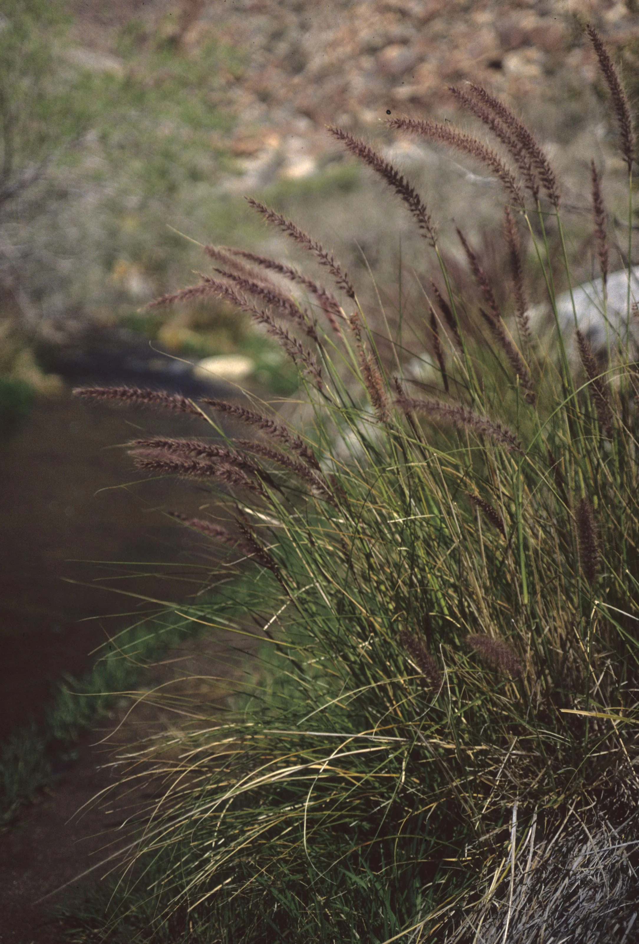 CALIFORNIA - ANZA BORREGO - RIPARIAN GRASSES.jpg