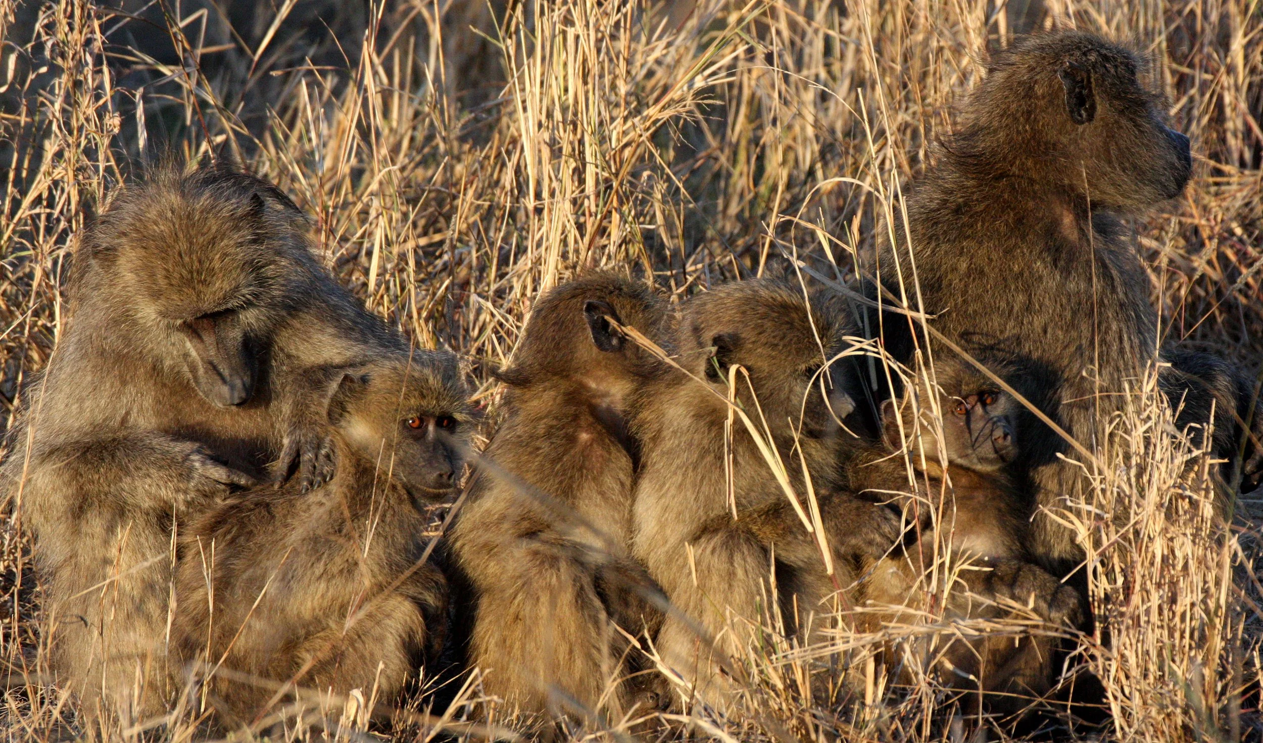 CERCOPITHECIDAE - Papio ursinus ursinus - CHACMA BABOON - KRUGER NATIONAL PARK SOUTH AFRICA (129).JPG