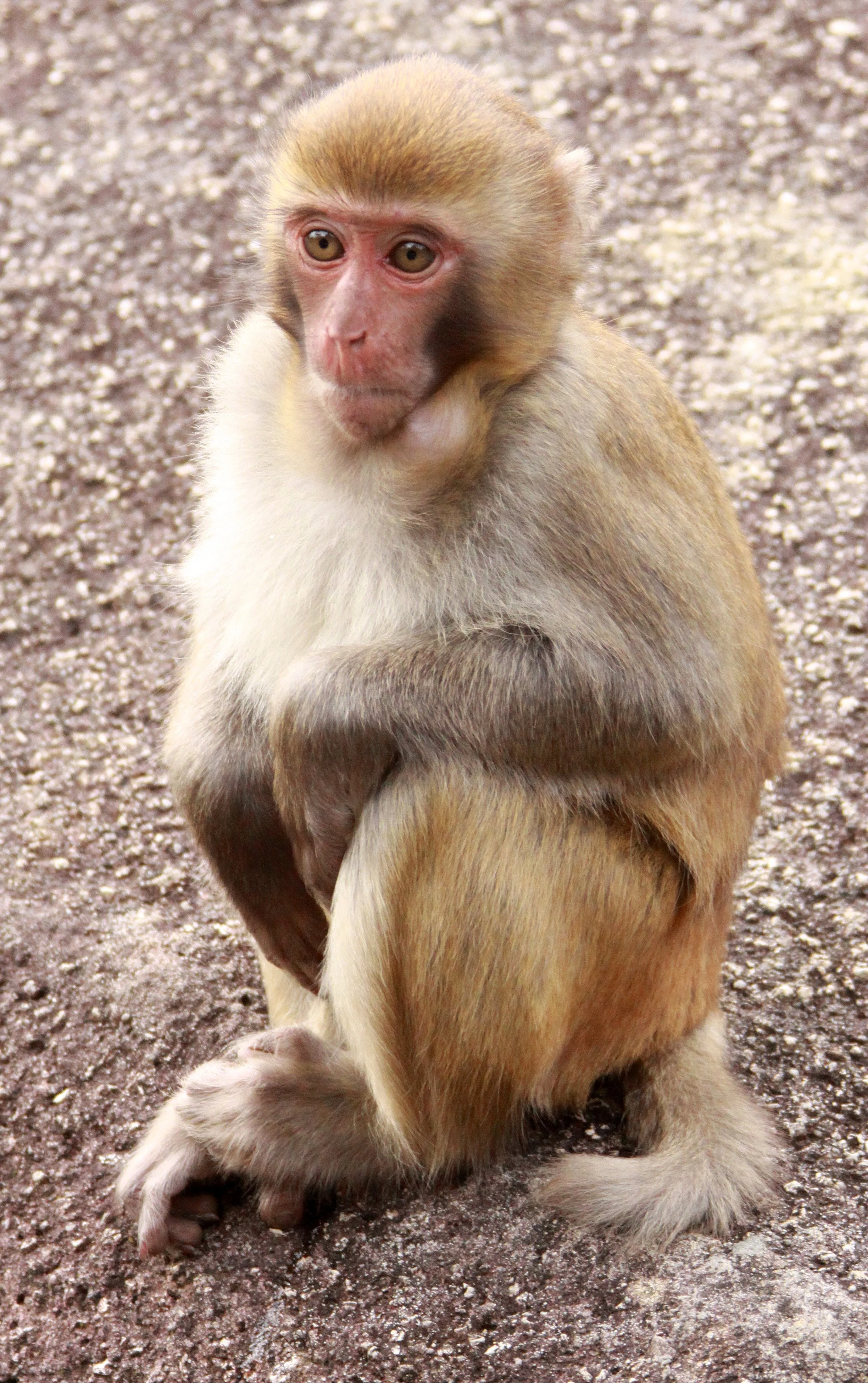 CERCOPITHECIDAE - Macaca mulatta littoralis - SOUTH CHINESE RHESUS MACAQUE - CHINESE ALLIGATOR BREEDING CENTER - XUANCHENG (20).JPG