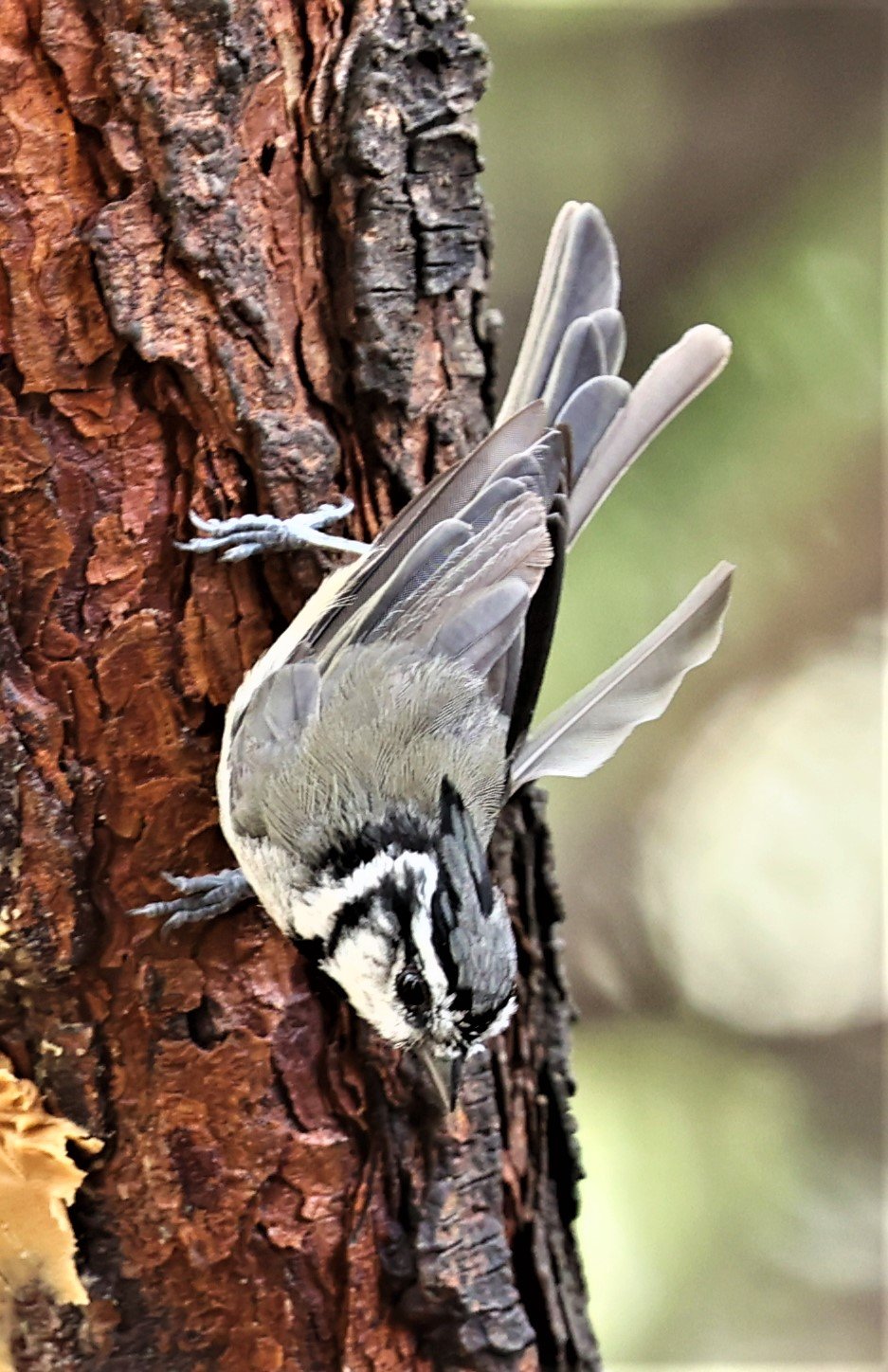 Bridled Titmouse (Baeolophus wollweberi) Cave Creek Arizona.jpg