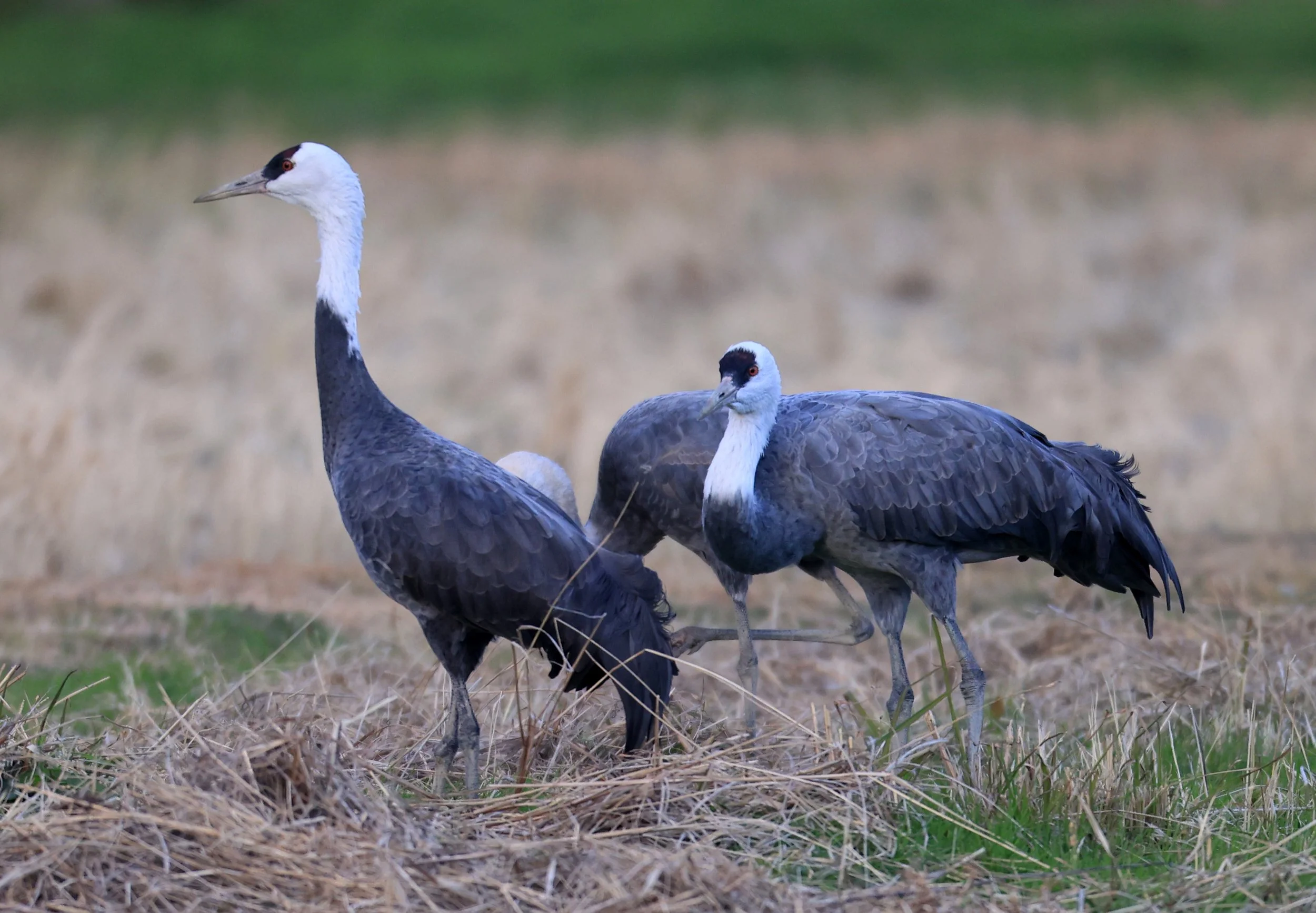 Hooded Crane (Grus monacha) Izumi Crane Park & Center, Izumi Kagoshima Kyushu Japan (2).jpg