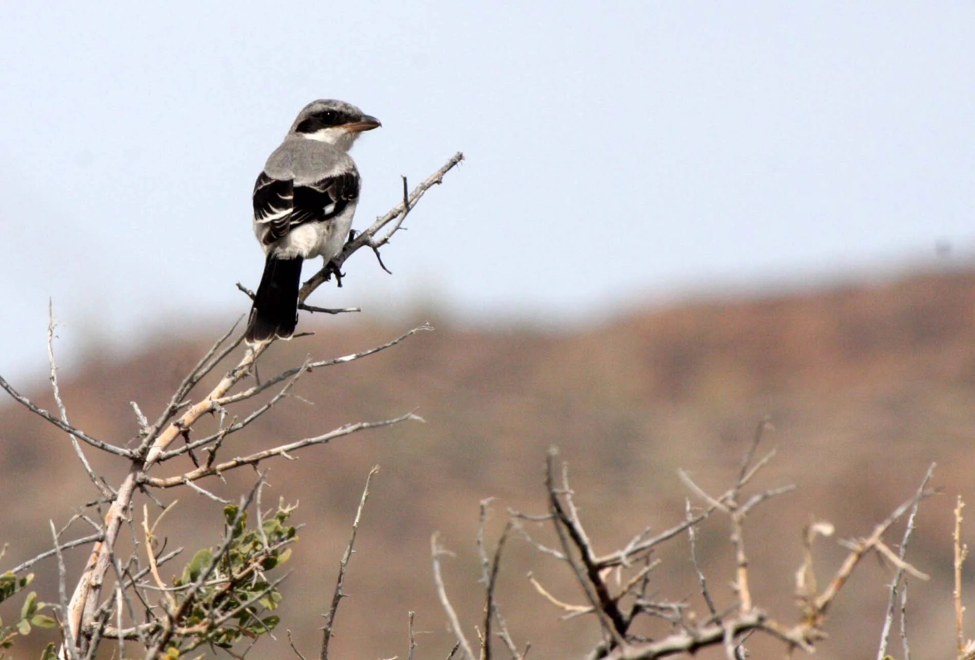 Loggerhead Shrike (Lanius ludovicianus) Isla Catalina Baja Mexico (9).JPG