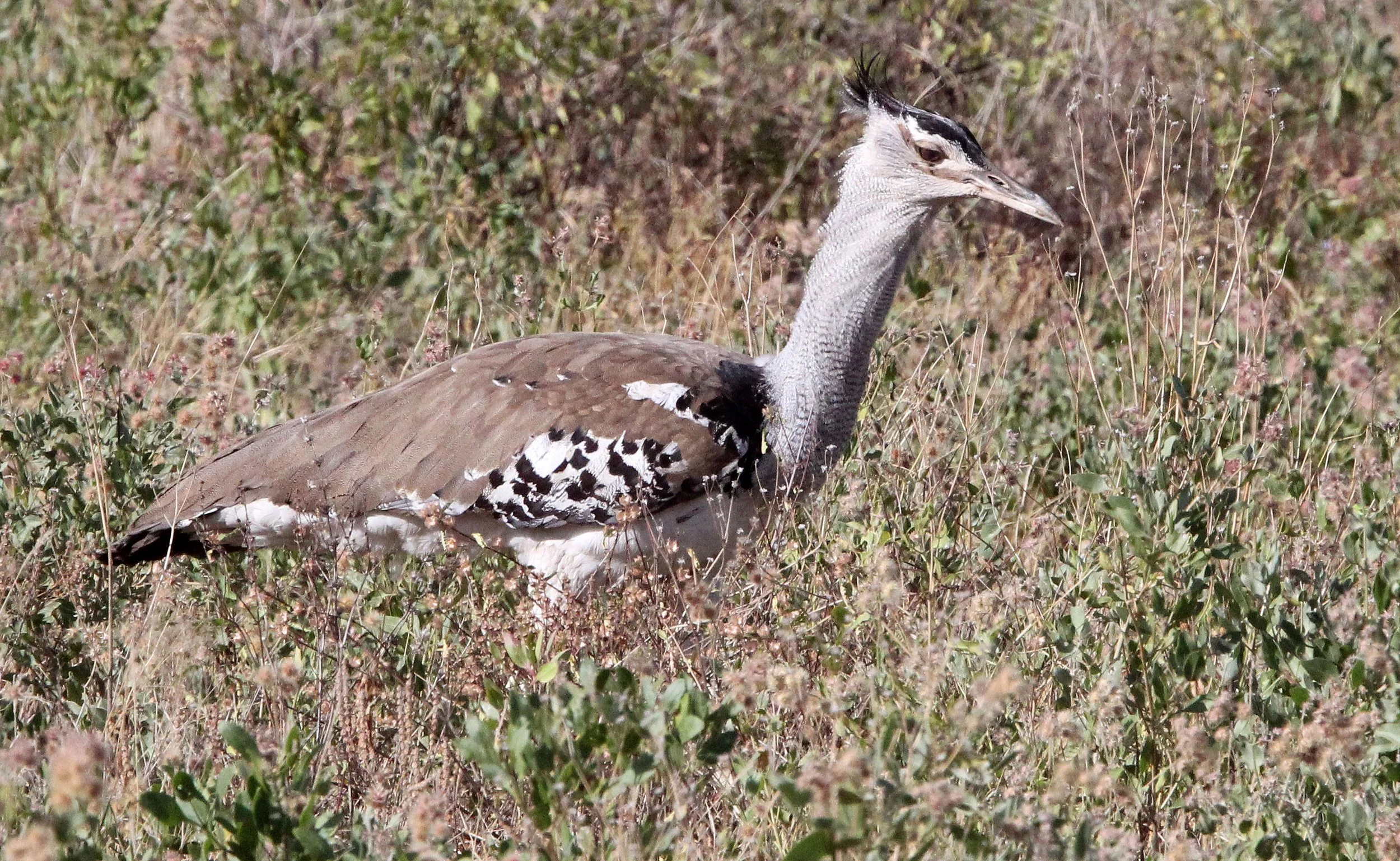 Kori bustard (Ardeotis kori) Samburu NP, Kenya (7).JPG
