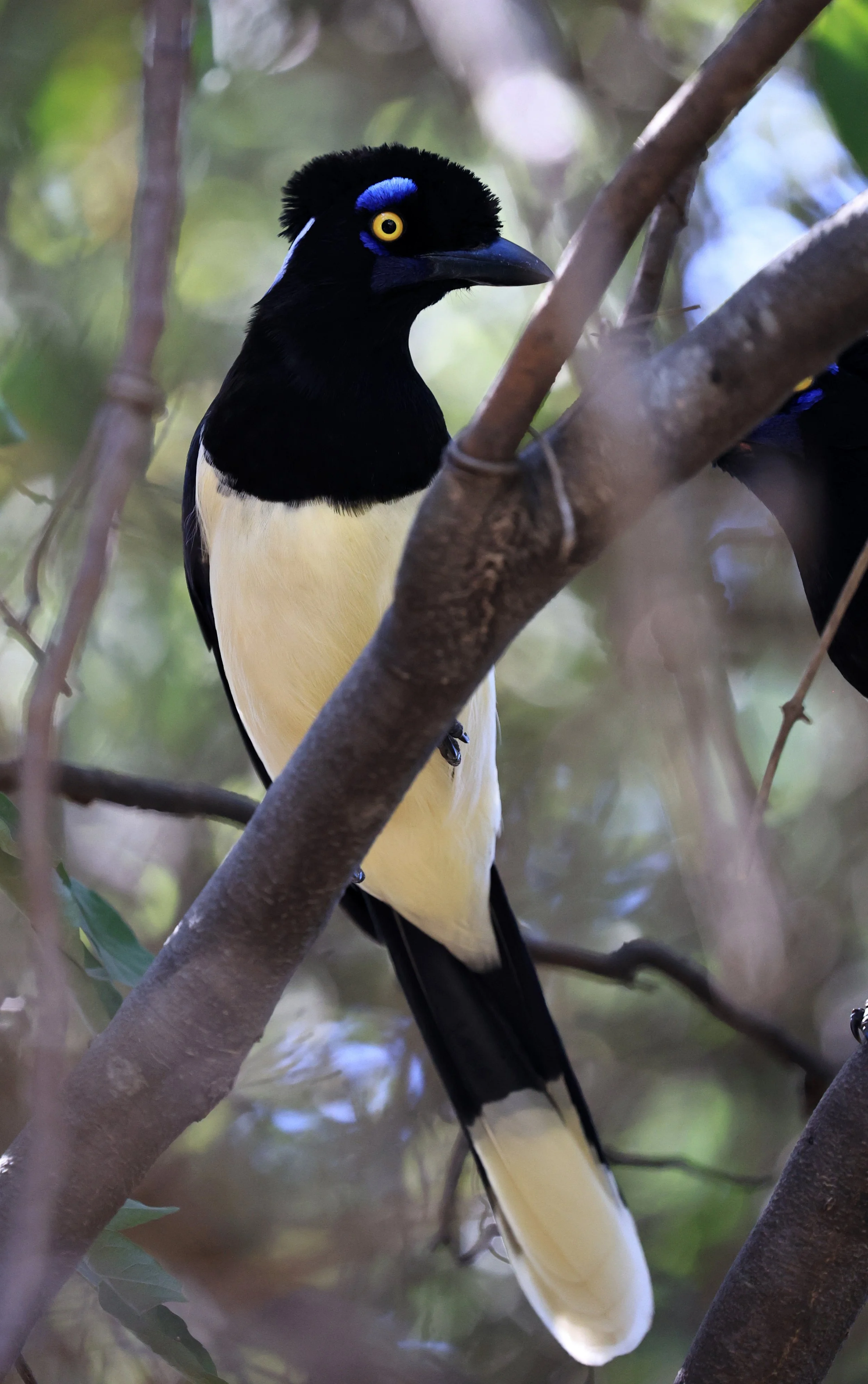 Plush-crested Jay (Cyanocorax chrysops) Agua Dulce Paraguay (5).jpg