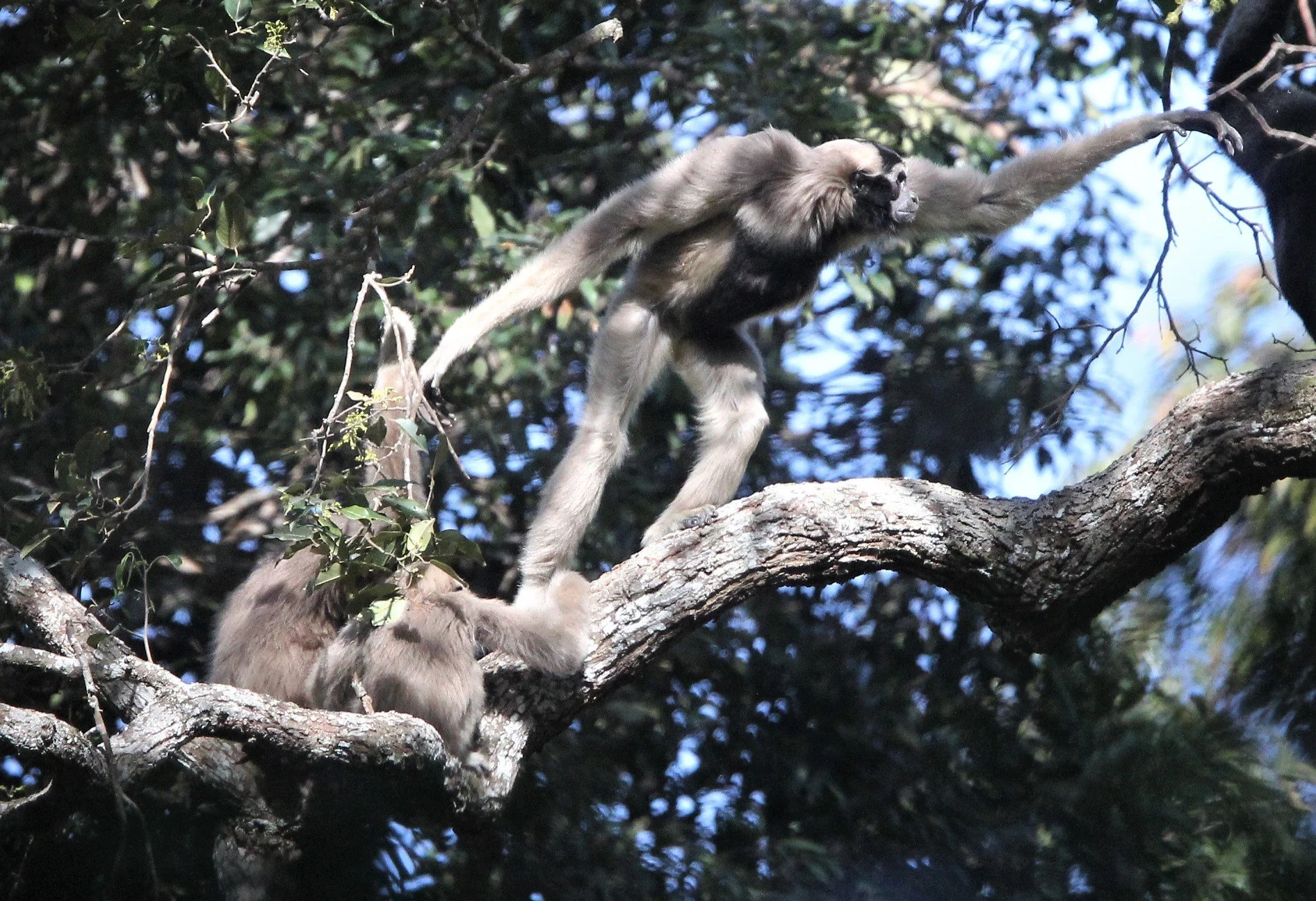 Mature females have silvery-gray or buff-colored bodies. However, they have a large black patch on their chest and a black "cap" on the top of their head, which gives the species its name ("pileated" means "capped").