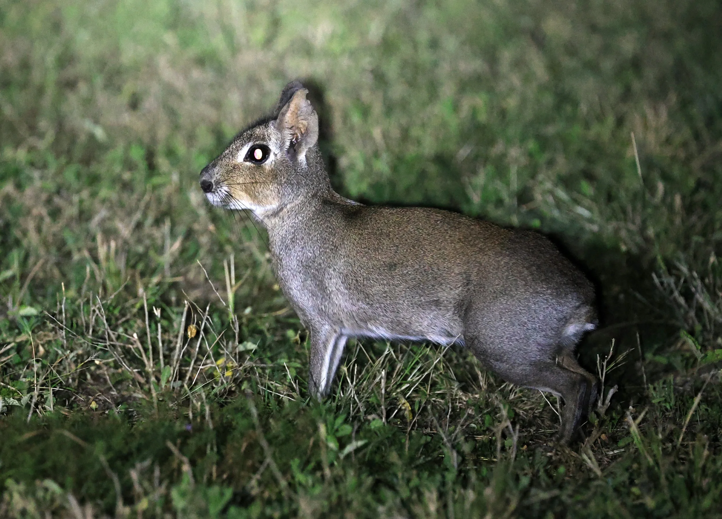 Chacoan Mara (Dolichotis salinicola) Estancia Campo'í Paraguay (94).jpg