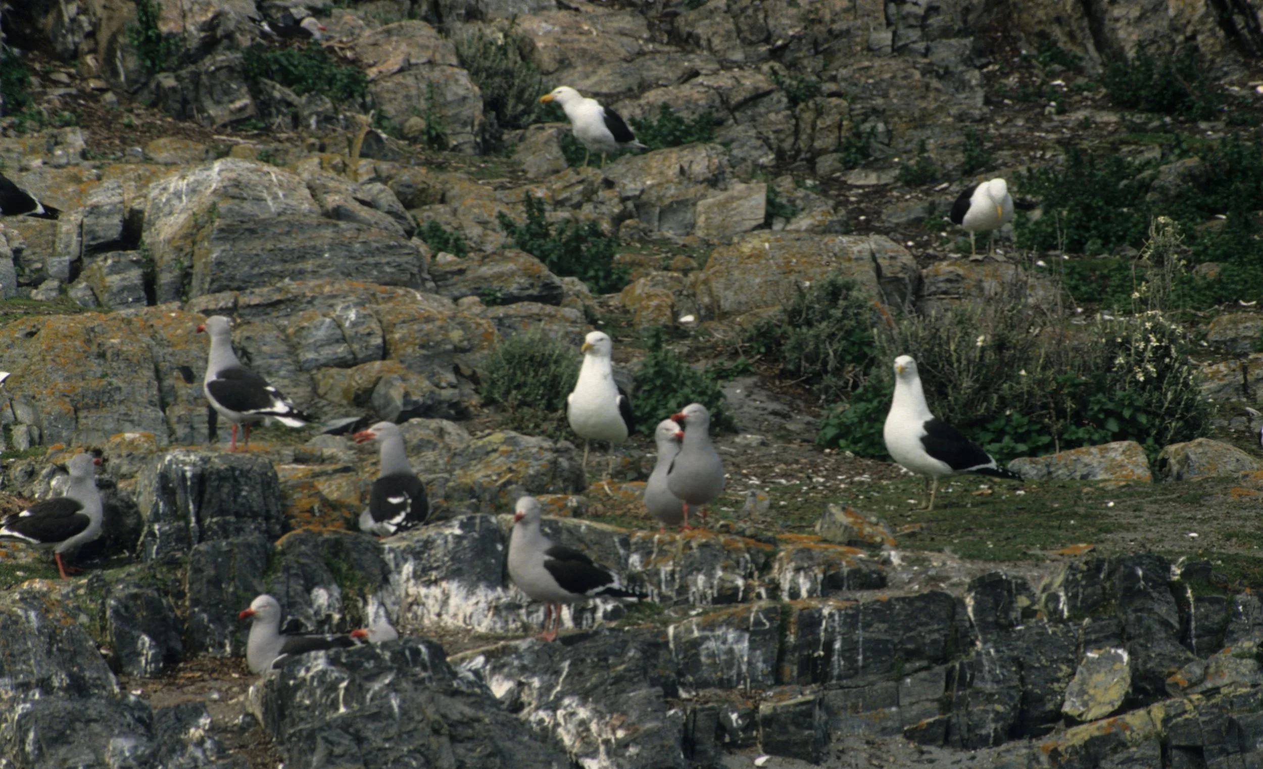 BIRD - GULL - DOLPHIN WITH KELP GULLS.jpg