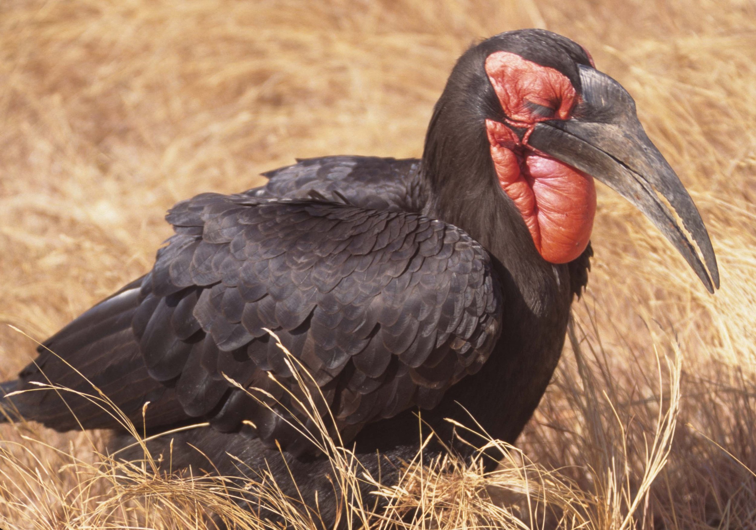 BIRDS - HORNBILL - GROUND - KRUGER B.jpg