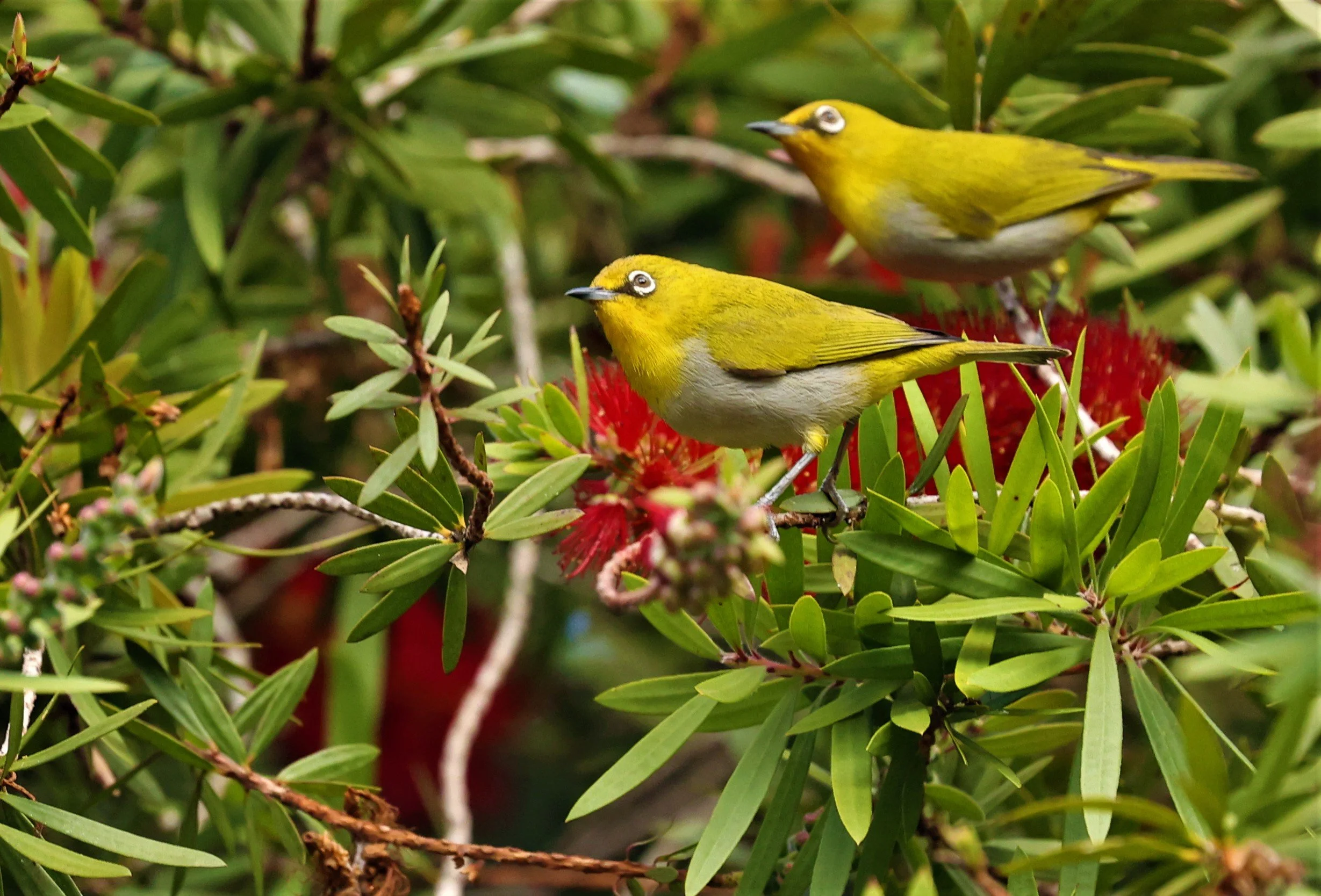 Indian White-eye (Zosterops palpebrosus) Doi Ang Kang Chiang Mai (26).jpg