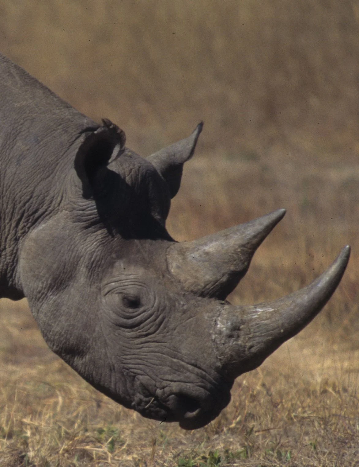 RHINO- BLACK - ZIMBABWE 10A.jpg