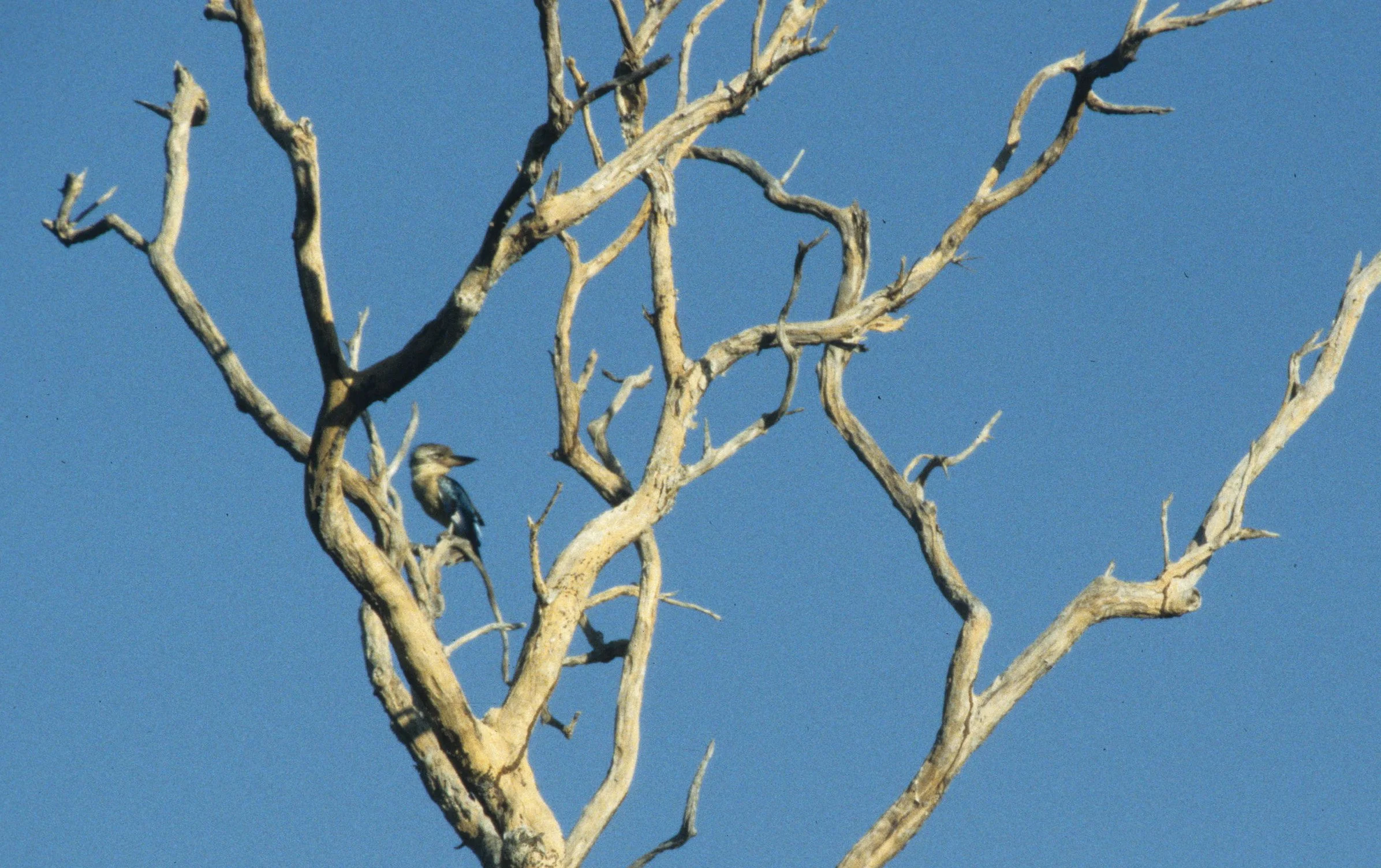 BIRD - KINGFISHER - LAUGHING KOOKABURRA - DAINTREE QUEENSLAND.jpg