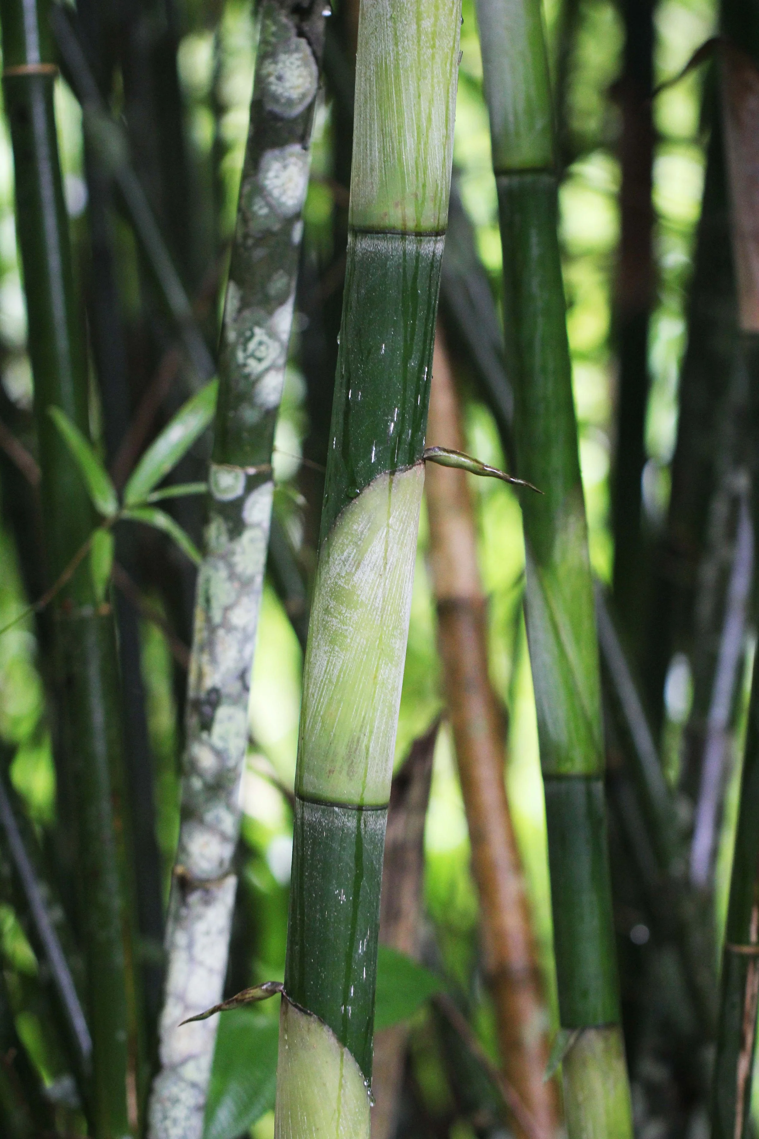 2013 in Nakhonsithammarat and some Krabi with Family (206).JPG