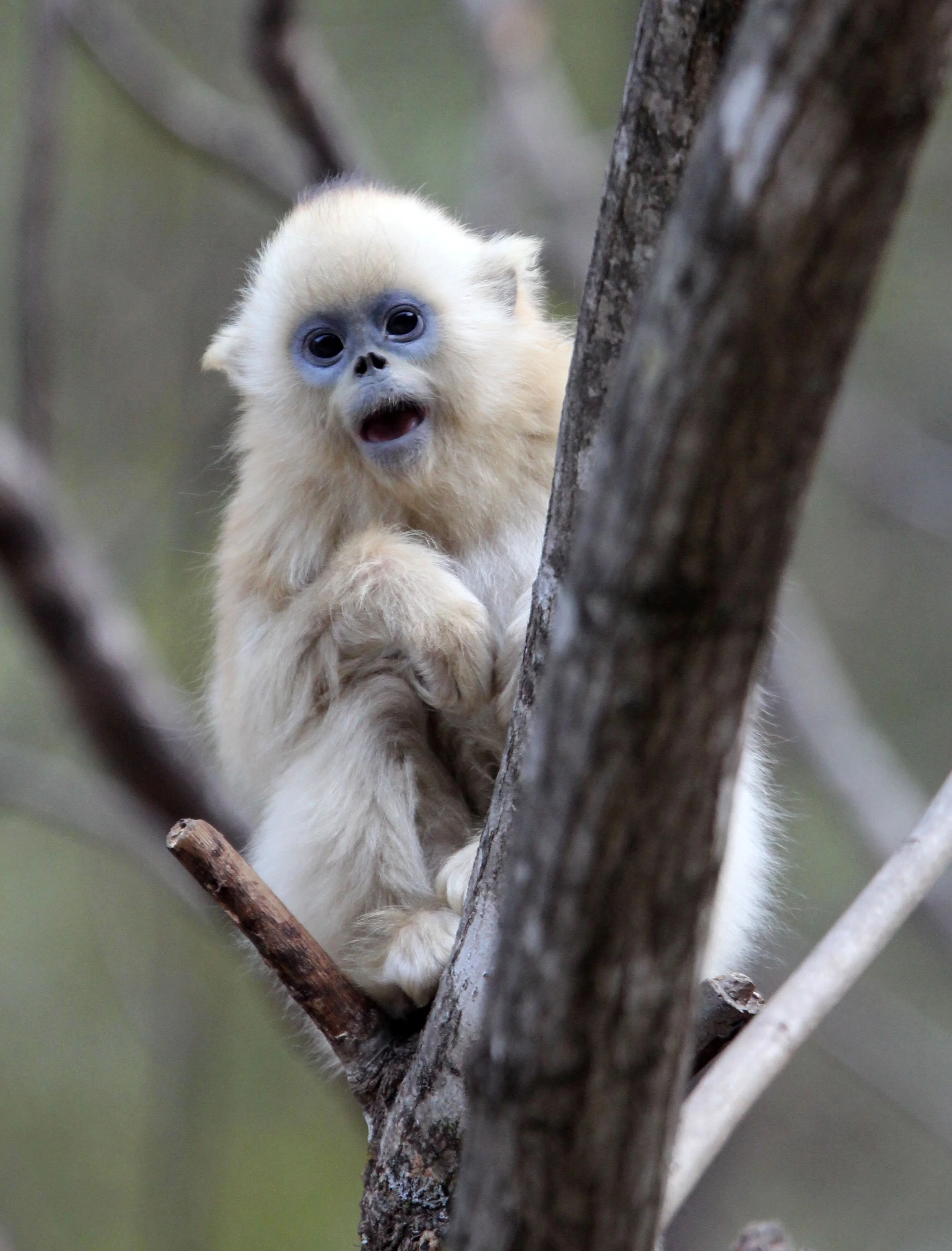 CERCOPITHECIDAE - Rhinopithecus roxellana qinlingensis - QINLING GOLDEN SNUB-NOSED MONKEY - FOPING NATURE RESERVE, SHAANXI CHINA (123).JPG