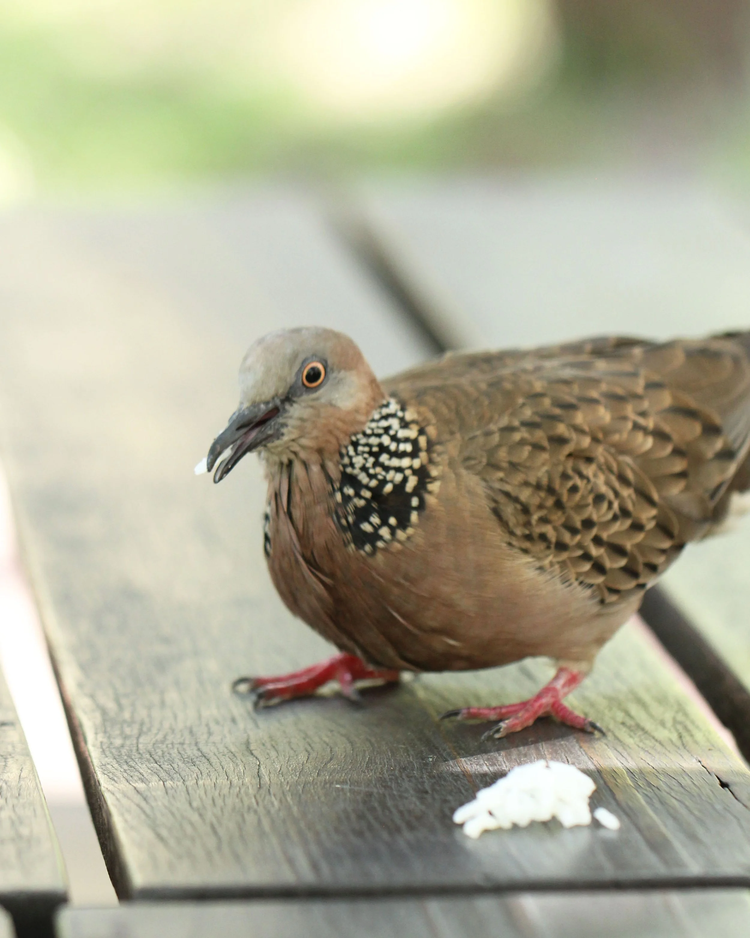 Spotted Dove (Spilopelia chinensis) Nonthaburi Garden Thailand (16).JPG