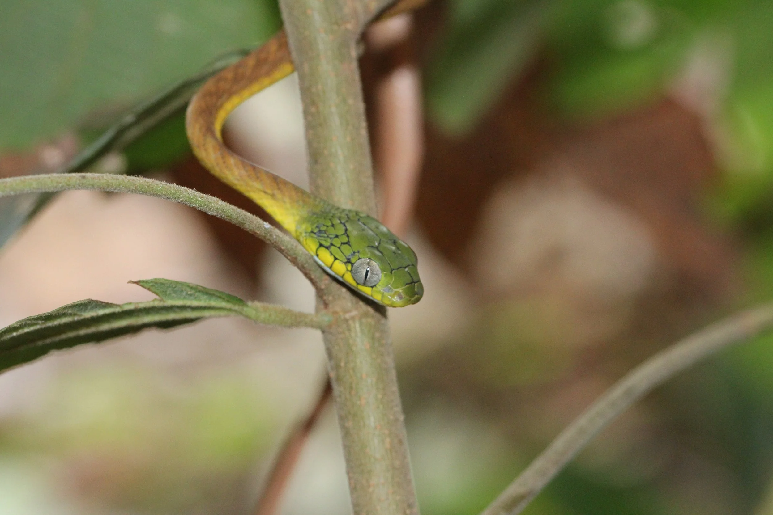 Boiga cyanea - GREEN CAT SNAKE - KOH LANTA THAILAND (135).JPG