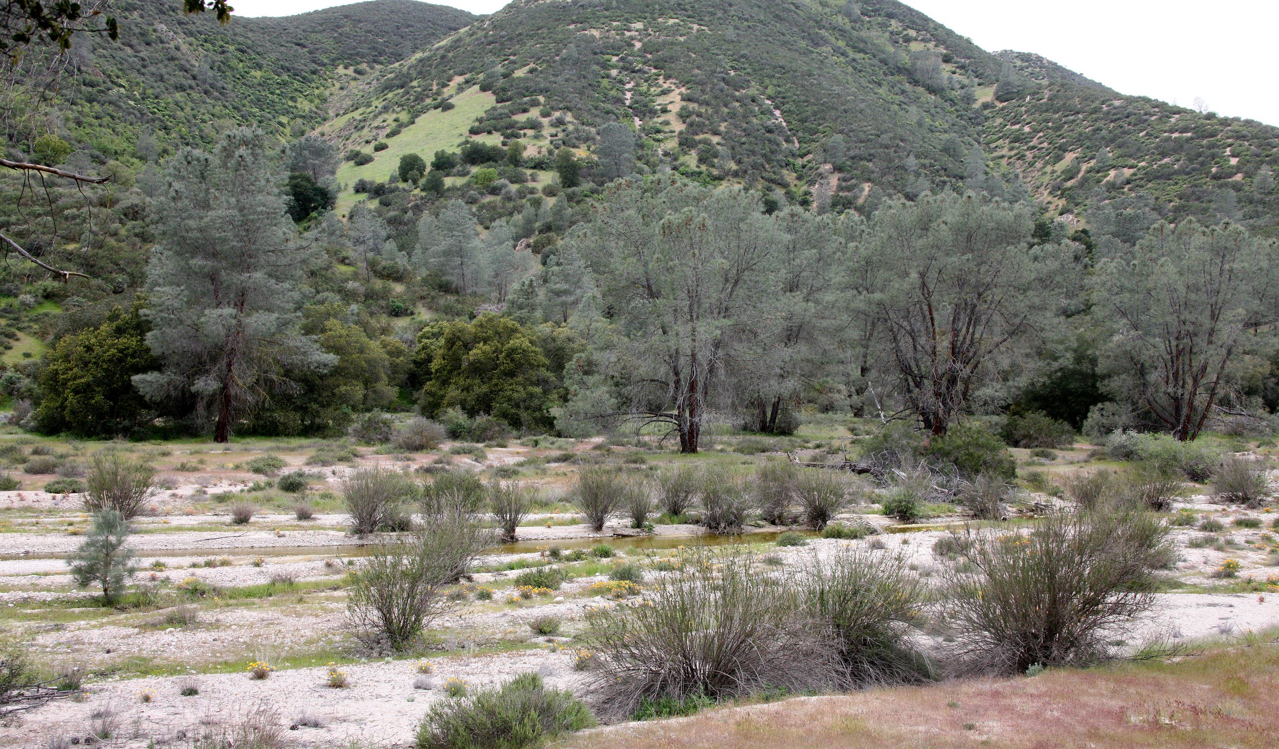 PINNACLES NATIONAL MONUMENT CALIFORNIA - RIPARIAN COMMUNITY (3).JPG