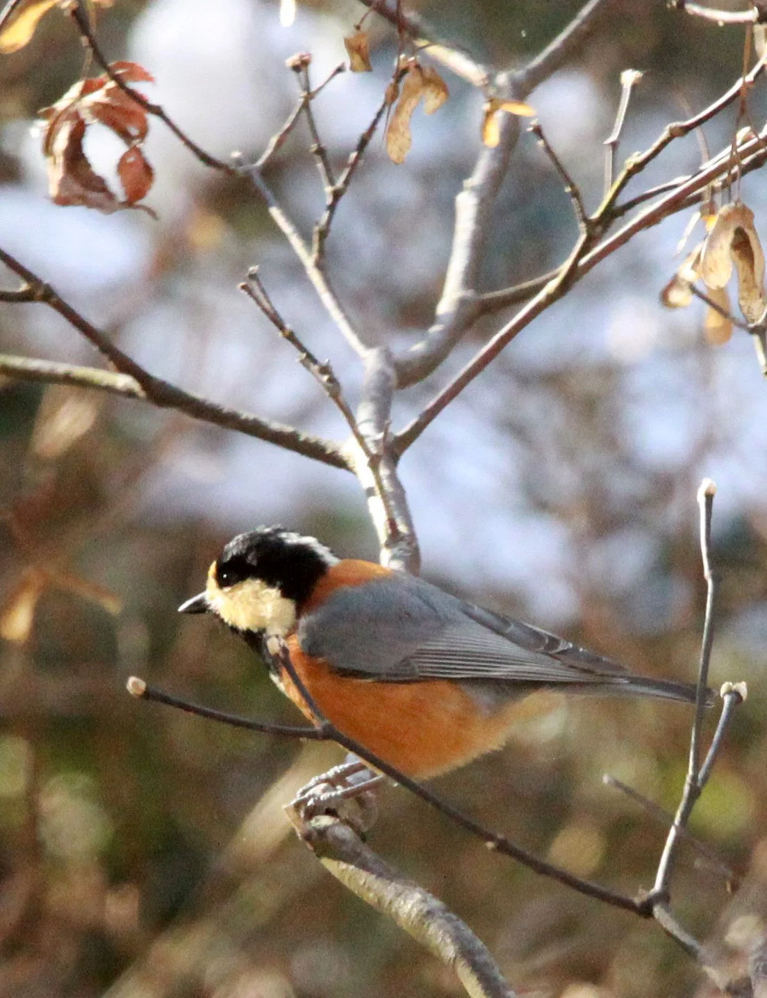 Varied Tit (Sittiparus varia) Shiobutsu Onsen, Karuizawa Japan (10).JPG