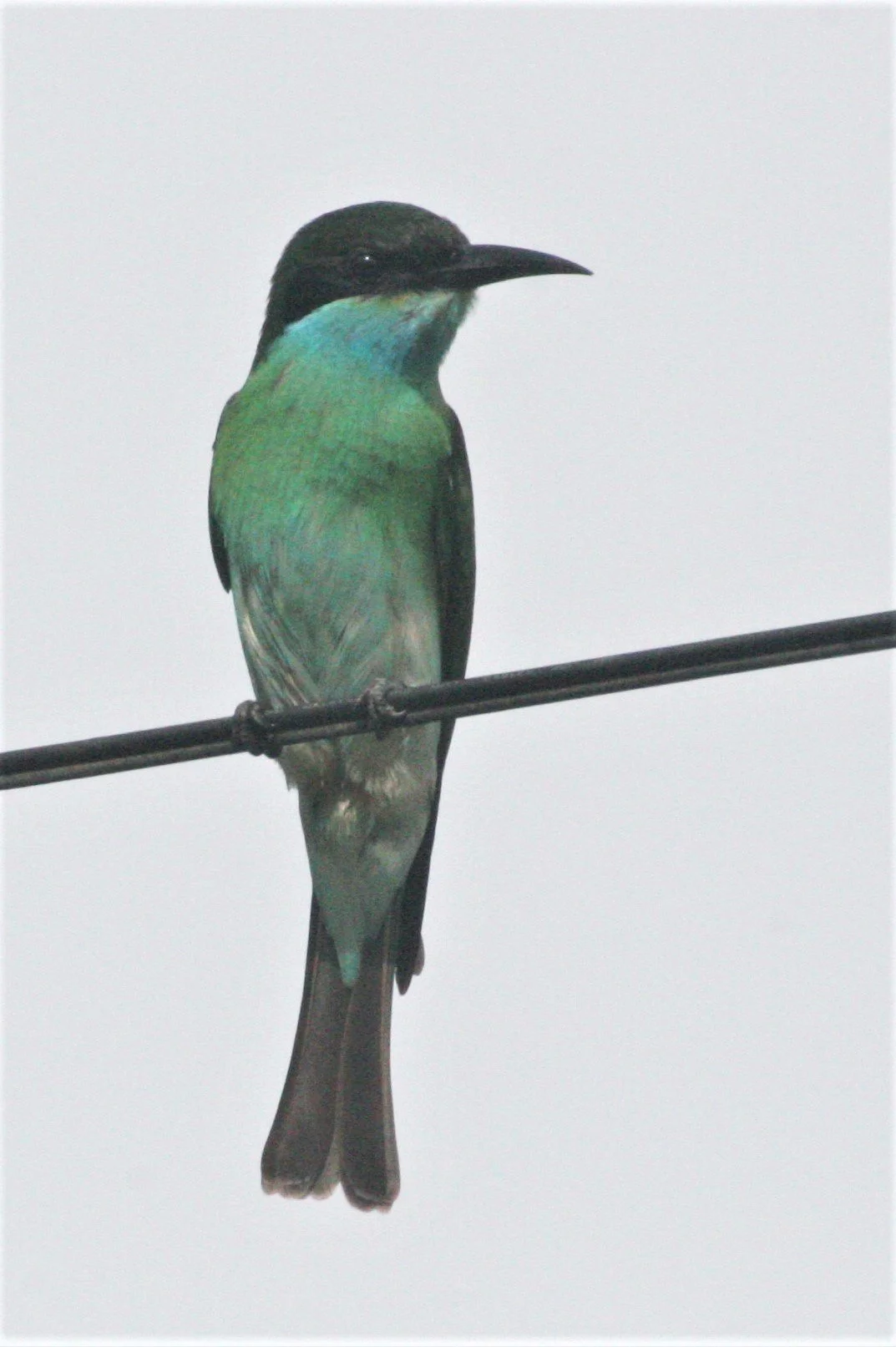 BEE-EATER - BLUE-THROATED BEE-EATER - Merops viridis - TABIN WILDLIFE RESERVE BORNEO (12).jpg