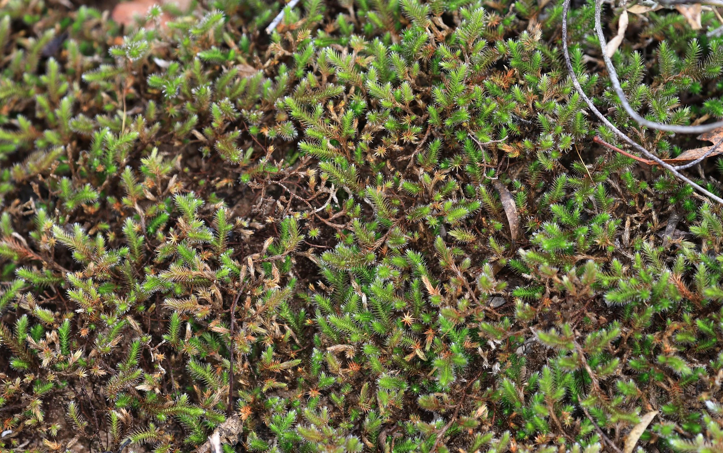 WET Selaginella sellowii 